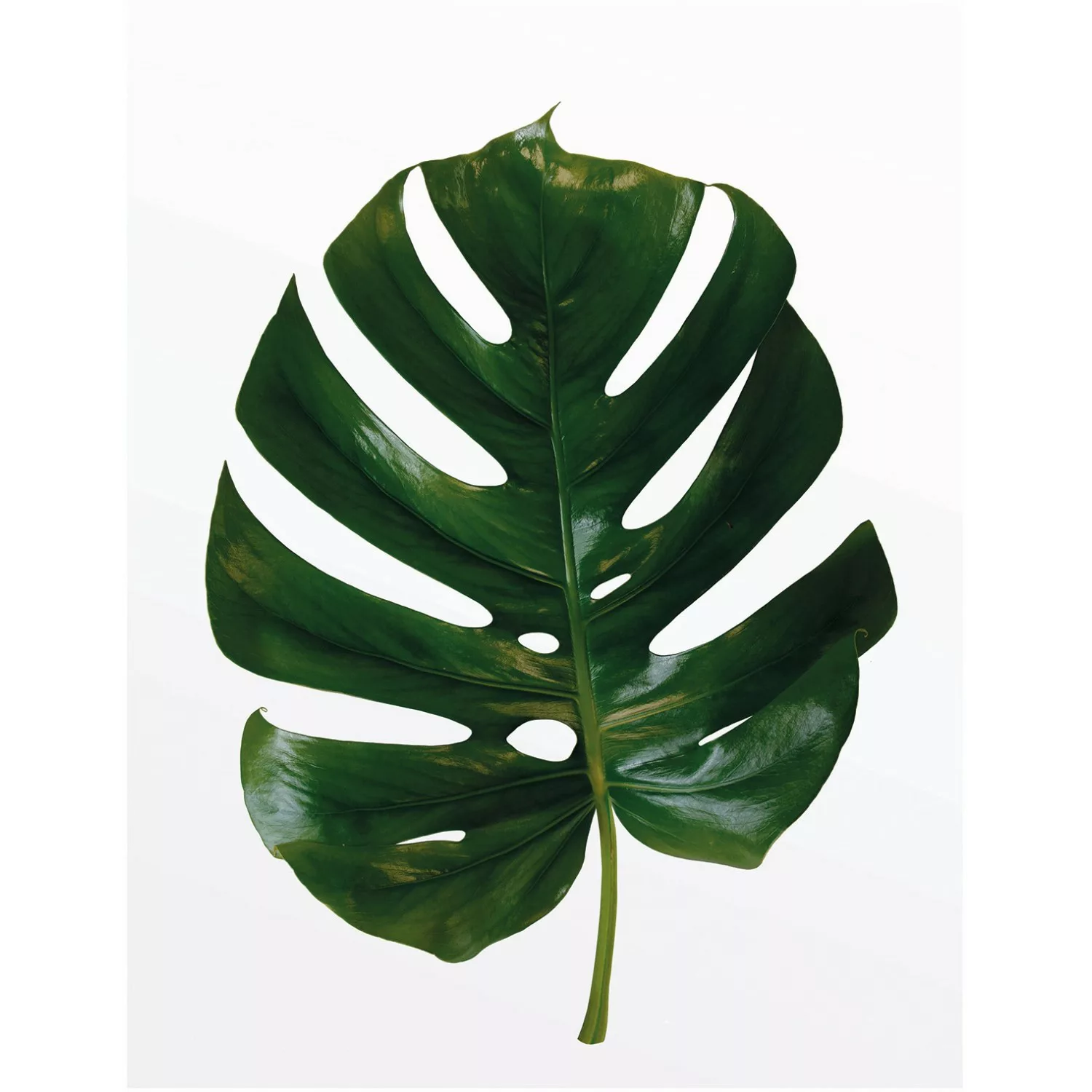 Komar Poster »Monstera Leaf«, Pflanzen-Blätter, (1 St.), Kinderzimmer, Schl günstig online kaufen