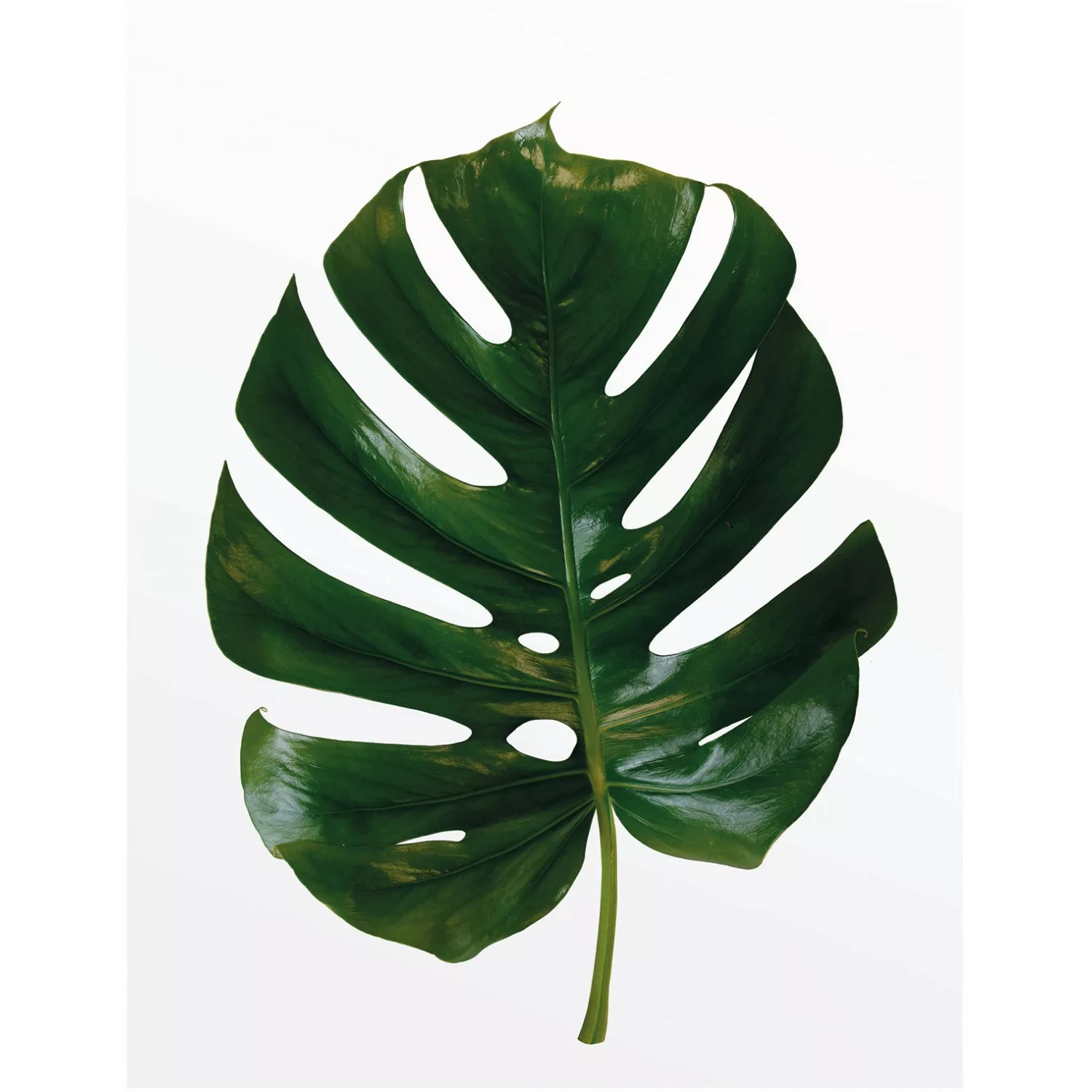 Komar Poster "Monstera Leaf", Pflanzen-Blätter, (1 St.), Kinderzimmer, Schl günstig online kaufen