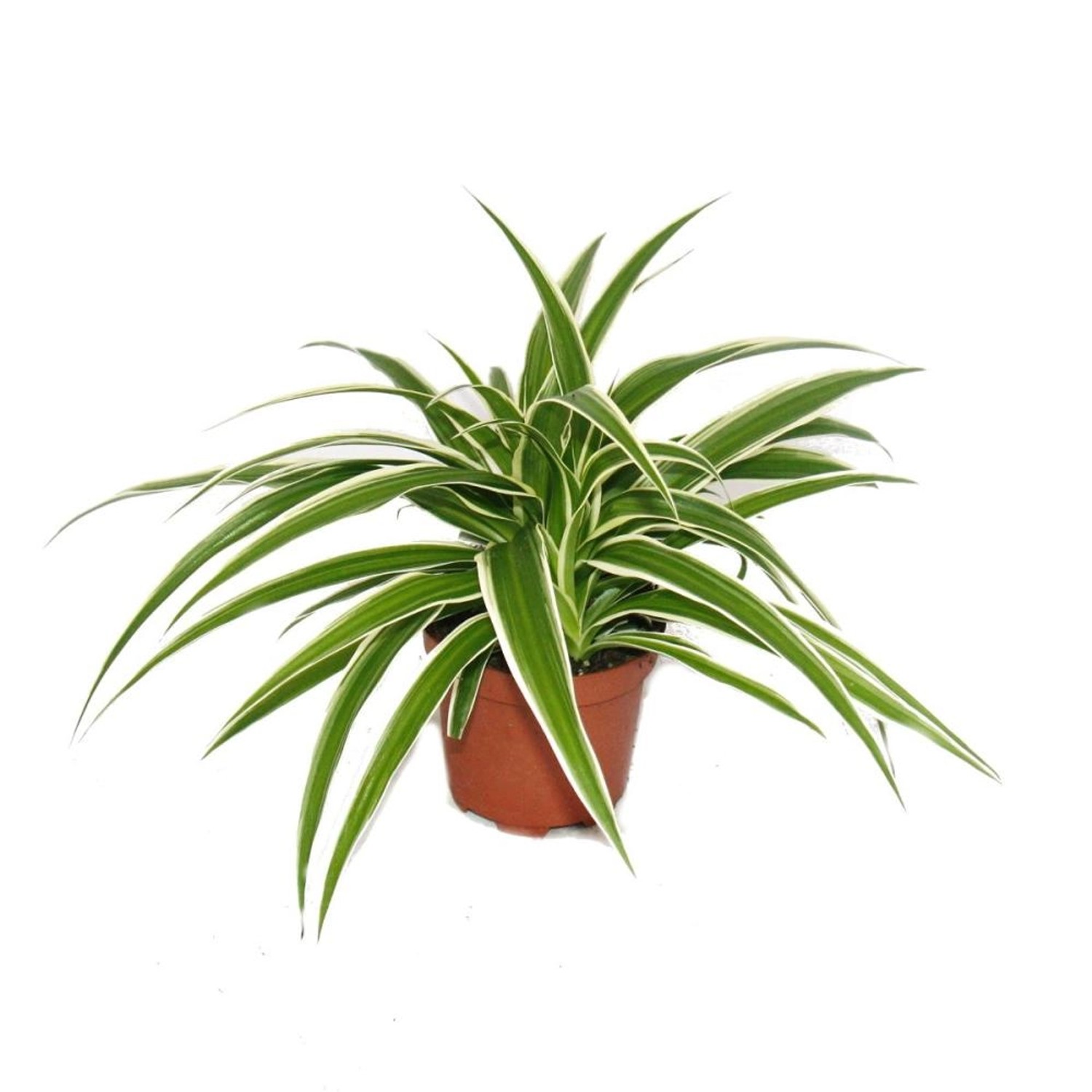 Exotenherz Chlorophytum Grünlilie Brautschleppe 9cm Topf Zimmerpflanze günstig online kaufen