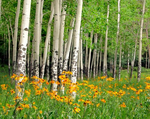 Papermoon Fototapete »Aspen Grove and Orange Wildflowers« günstig online kaufen