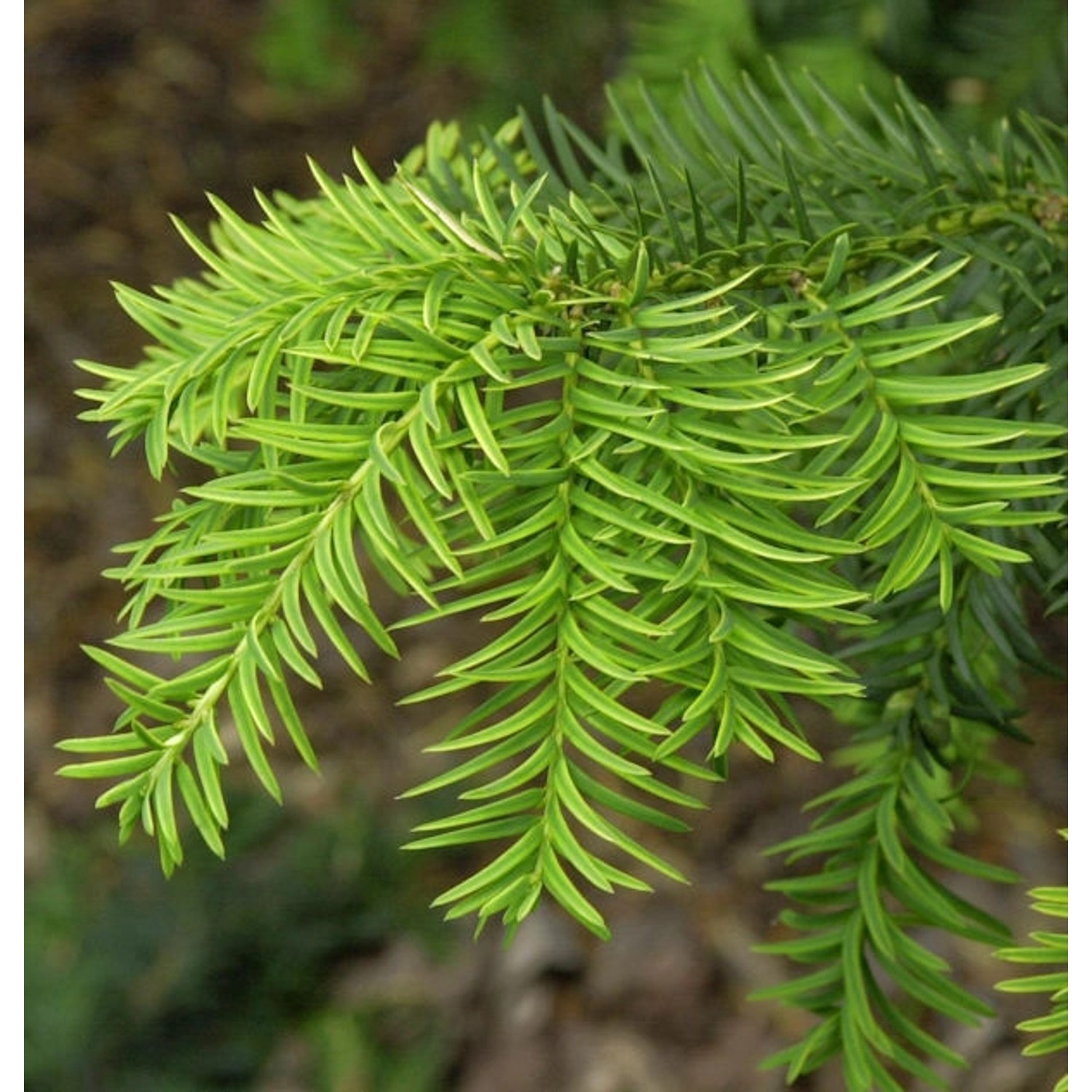 Goldgelbe Adlerschwingen Eibe 30-40cm - Taxus baccata Dovastoniana Aureovar günstig online kaufen