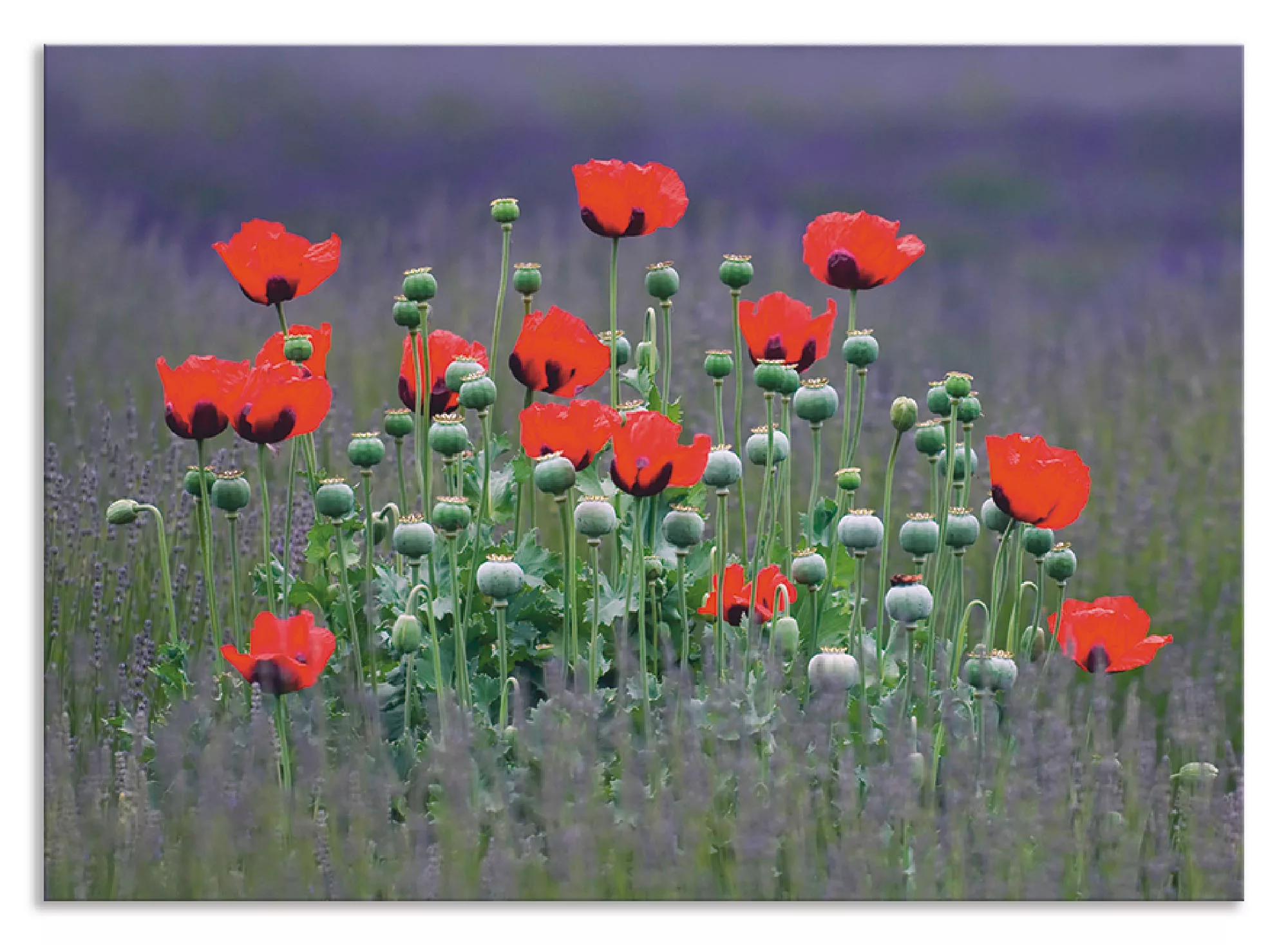 Artland Küchenrückwand »Lavendelfarm in Sequim - Mohnblumen«, (1 tlg.), Alu günstig online kaufen