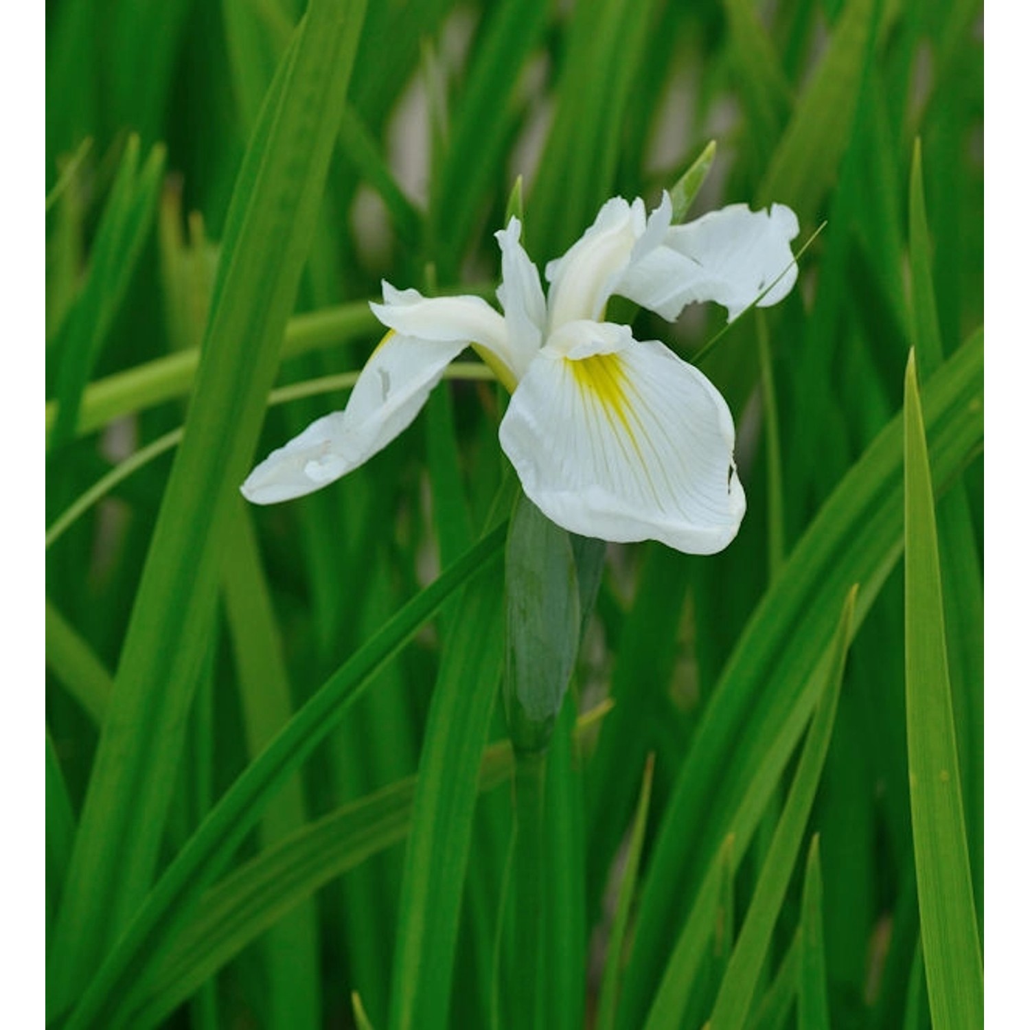 Japanische Sumpf Schwertlilie Diamant - Iris ensata günstig online kaufen