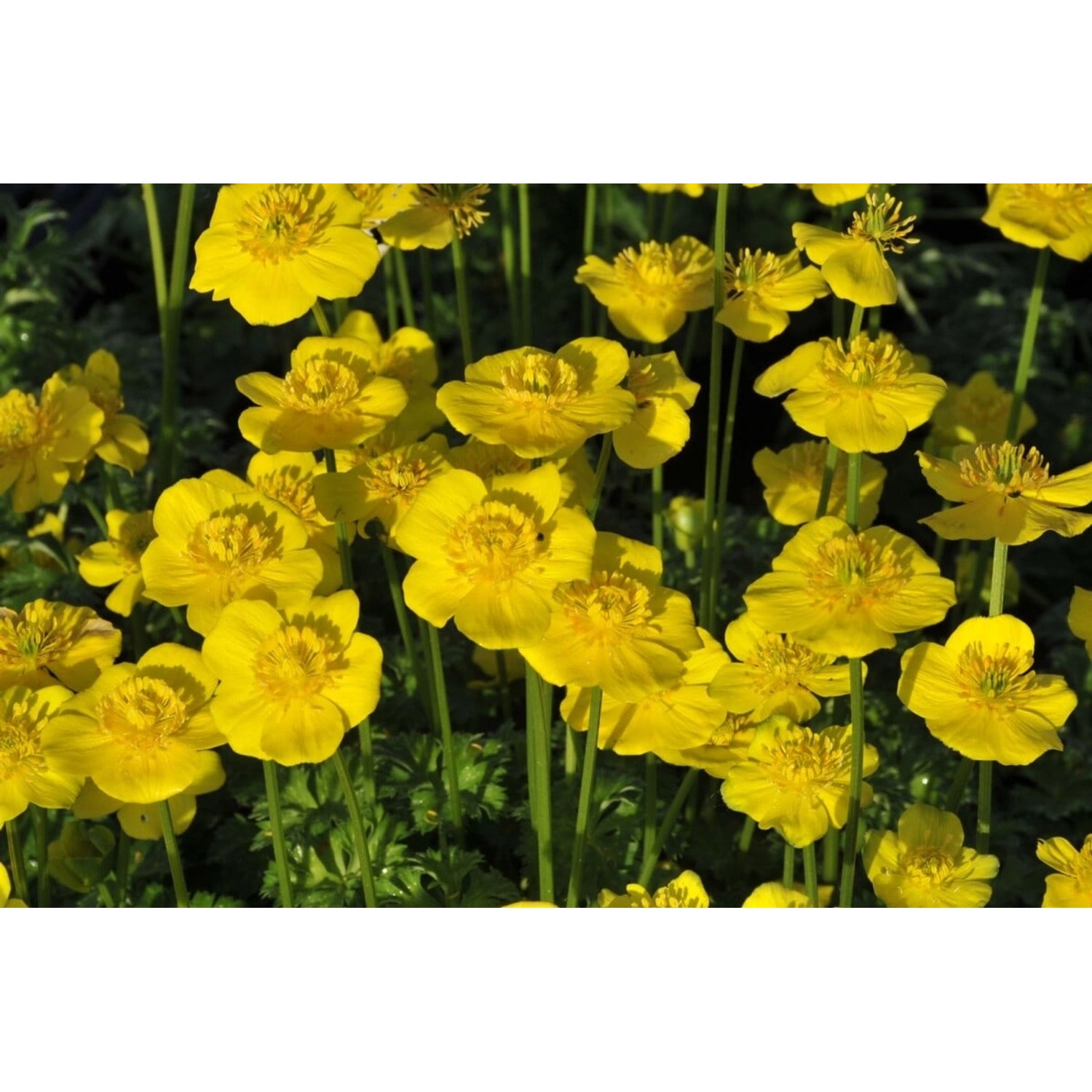Trollius Pumilus Zwerg Trollblume Ca. 9x9 cm Topf günstig online kaufen