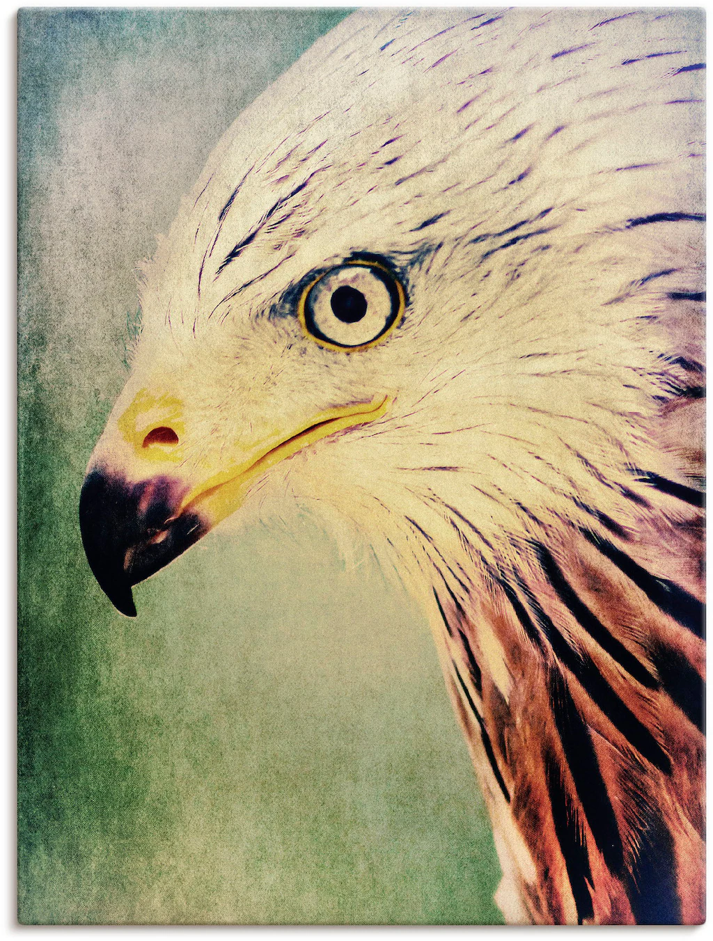 Artland Leinwandbild "Rotmilan", Vögel, (1 St.), auf Keilrahmen gespannt günstig online kaufen