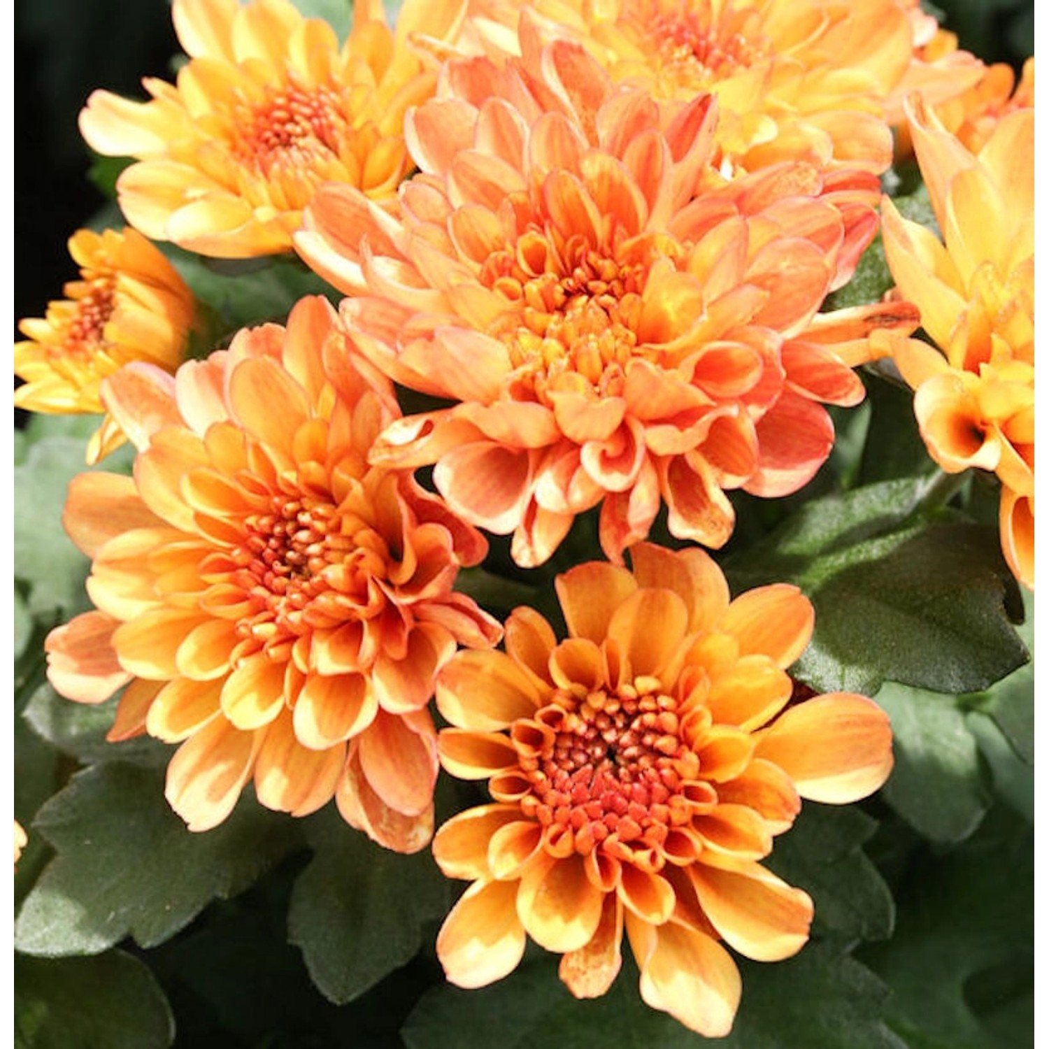 Winteraster Mandarin - Chrysanthemum hortorum günstig online kaufen