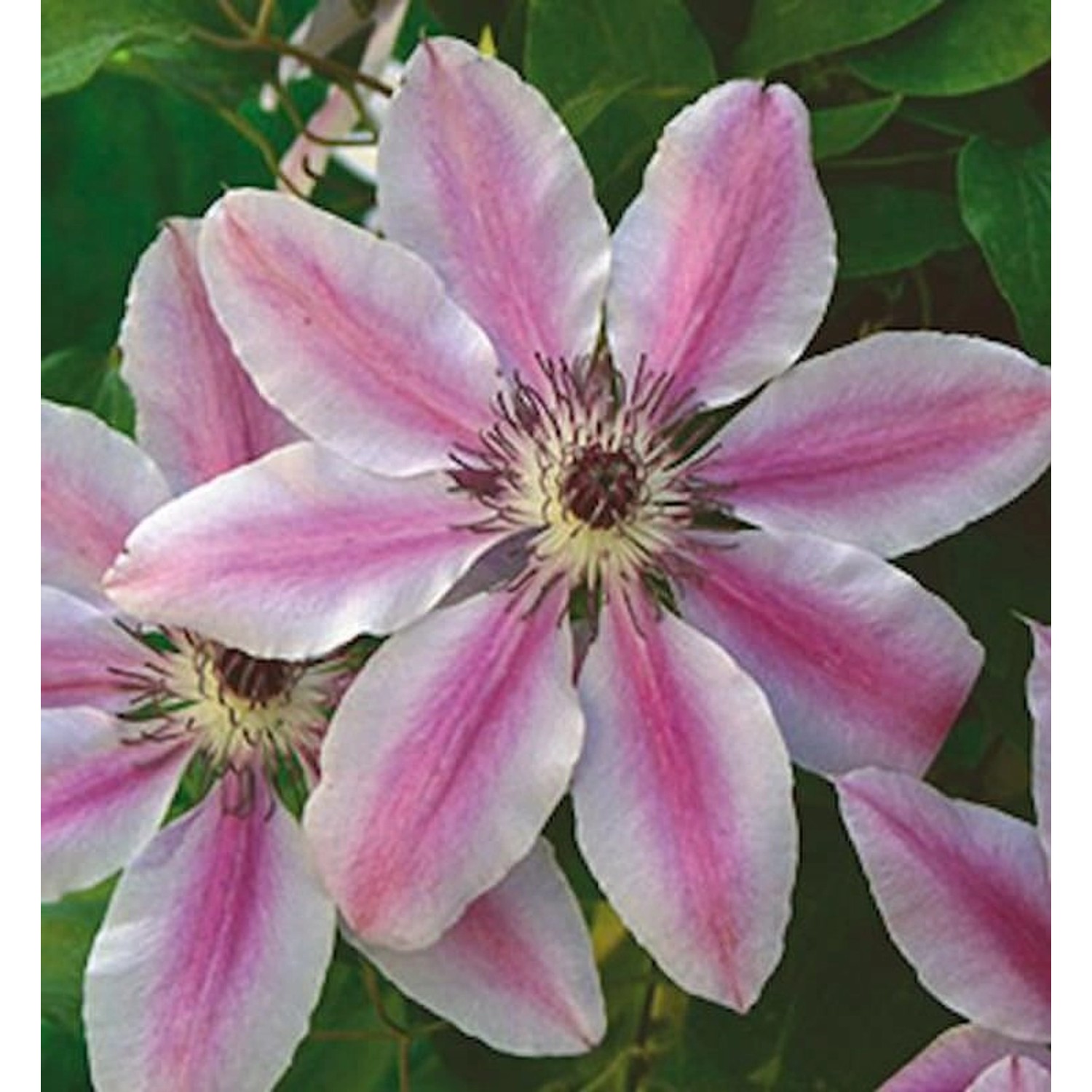 Waldrebe Nelly Moser 100-125cm - Clematis günstig online kaufen