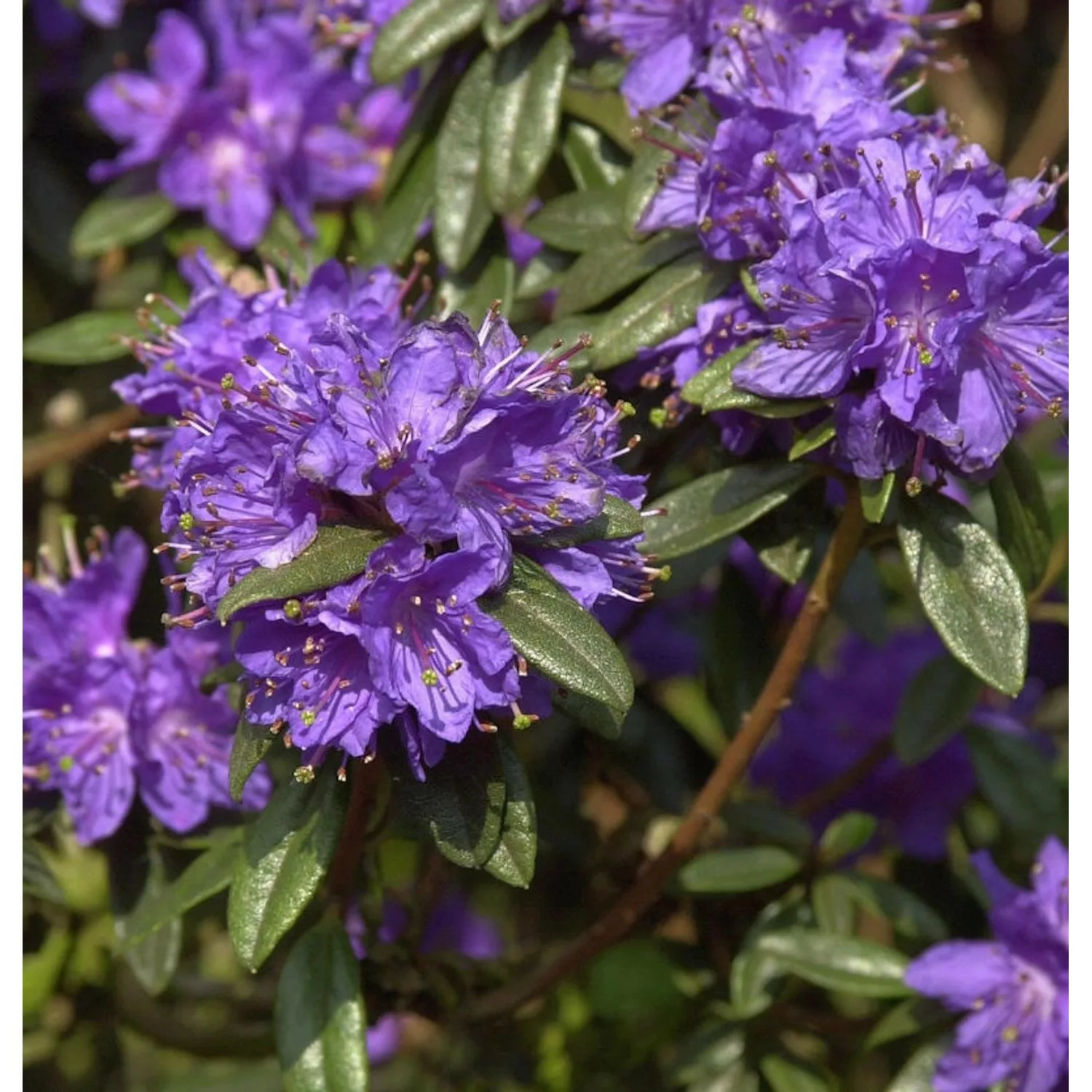 Zwerg Rhododendron Enziana 25-30cm - Rhododendron russatum - Zwerg Alpenros günstig online kaufen