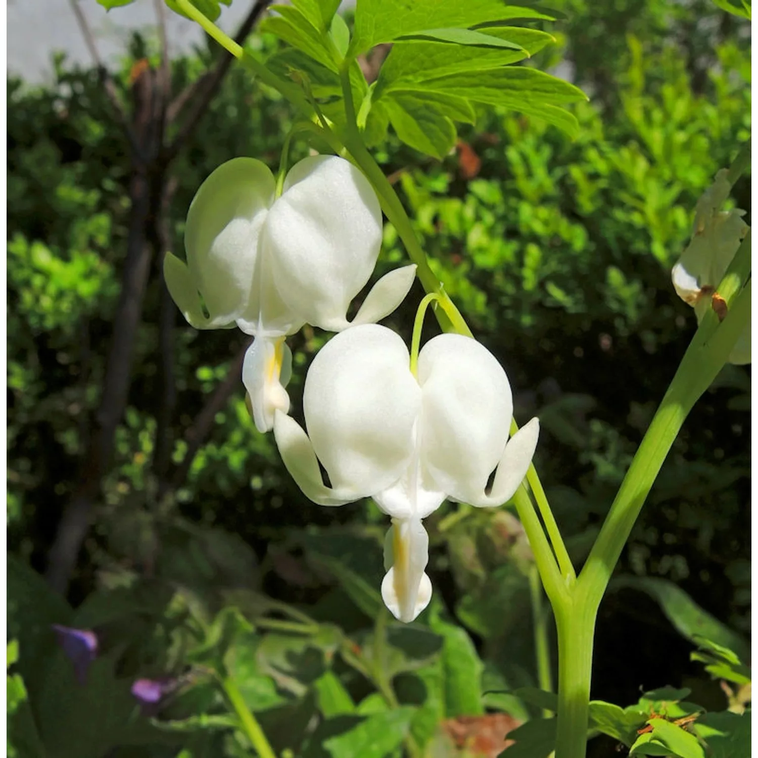 Zwergherzblume Alba - Dicentra formosa günstig online kaufen