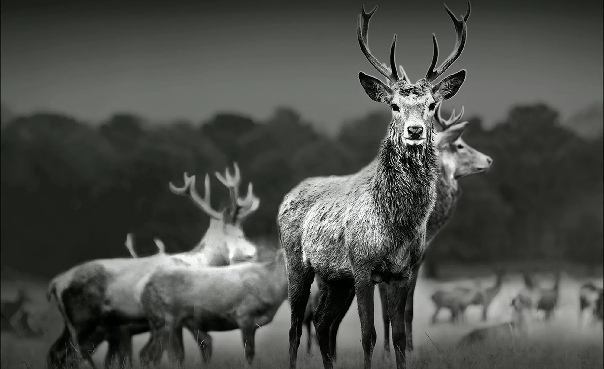 Kunstleinwand 80x60 cm  "Herd Of Deer" - 80 cm - 60 cm - 2 cm - Dekoration günstig online kaufen