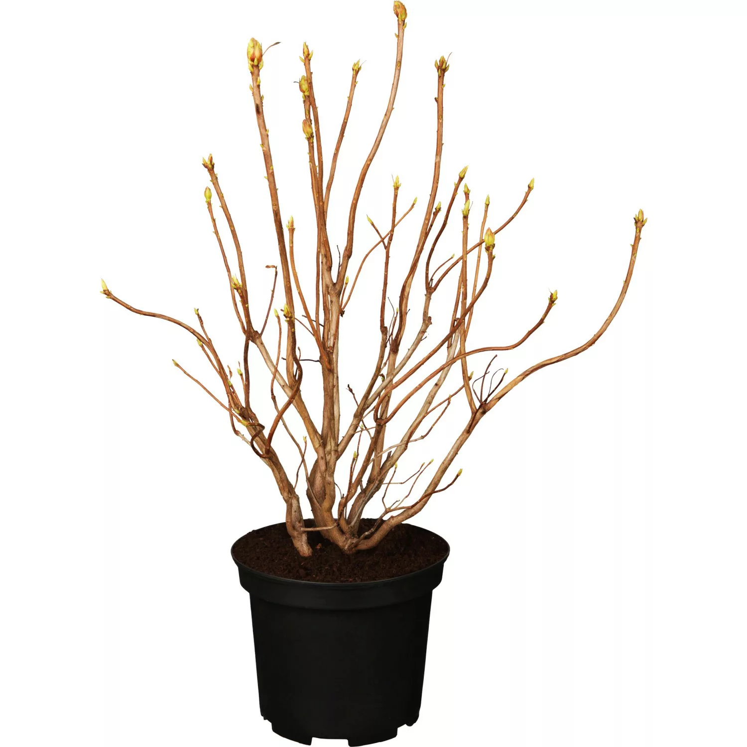 Sommergrüne Azalee Nabucco Rot Höhe 40 - 50 cm Topf ca. 5 l Azalea günstig online kaufen