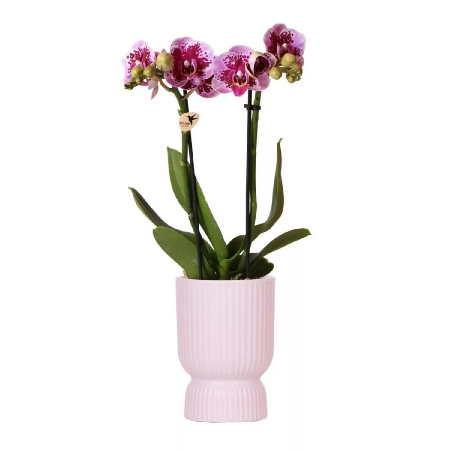 Kolibri Orchids Rosa Lila Phalaenopsis Orchidee El Salvador & Diabolo Pink günstig online kaufen