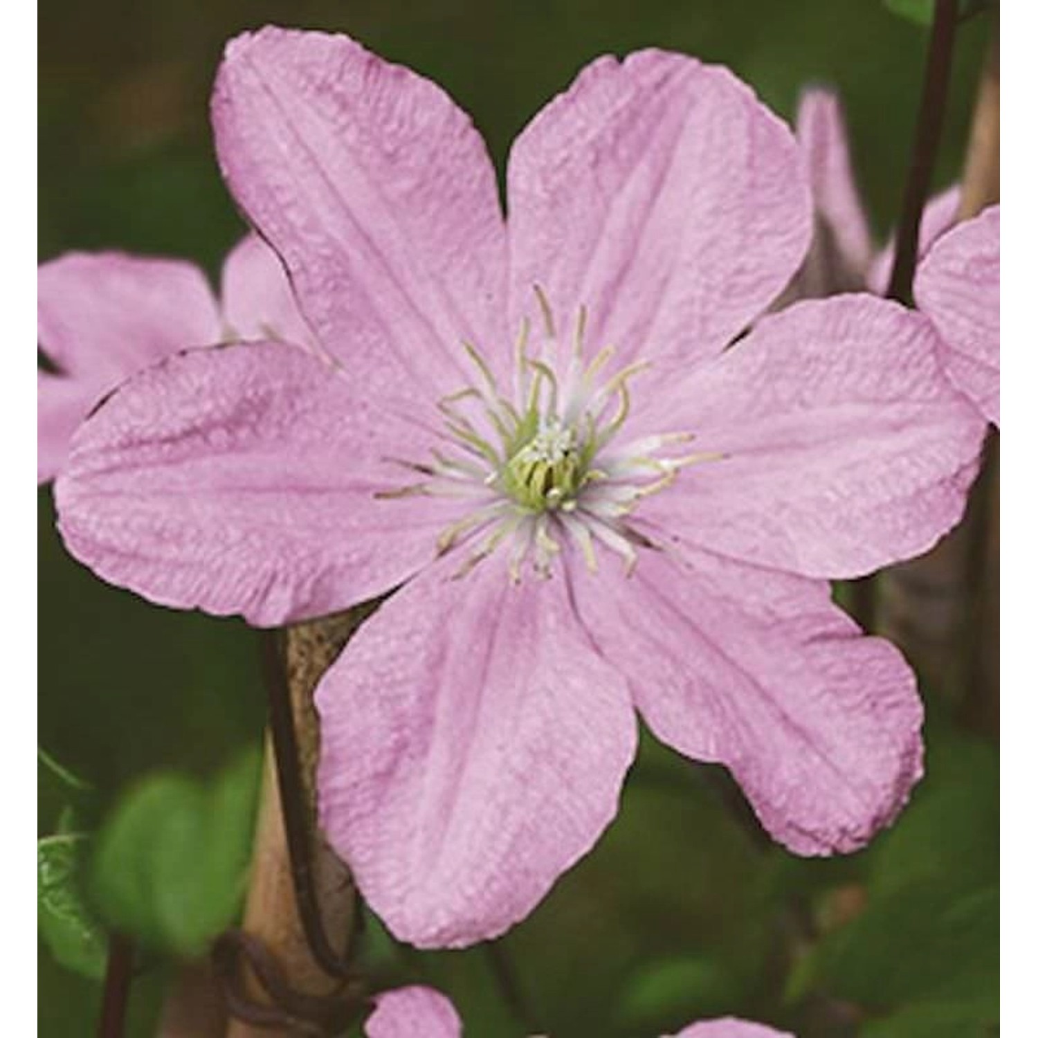 Waldrebe Comtesse de Bouchaud 40-60cm - Clematis günstig online kaufen