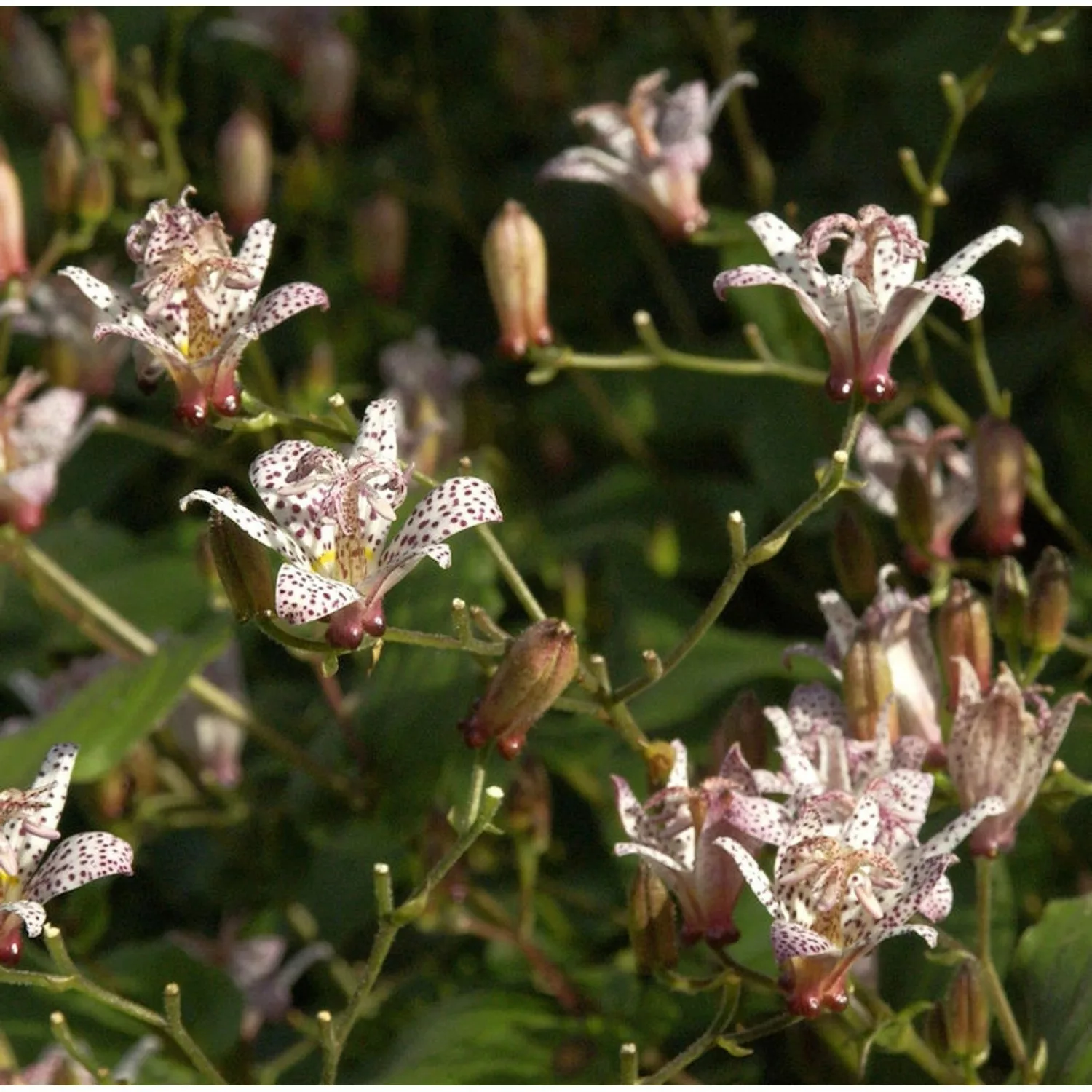 Violette Krötenlilie mit Punkte - Tricyrtis formosana günstig online kaufen