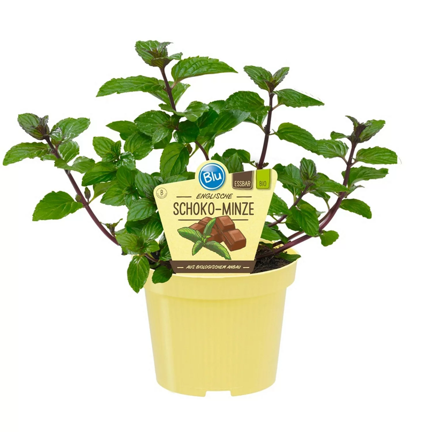 Blu Bio-Schokoladen-Minze Topf-Ø ca. 12 cm Mentha günstig online kaufen