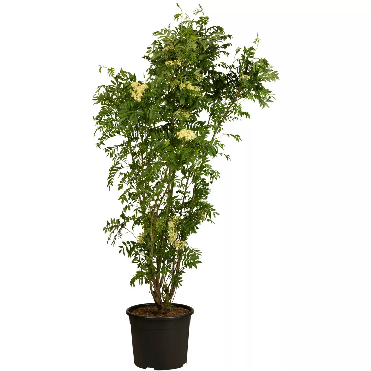 Vogelbeere Höhe ca. 40 - 60 cm Topf ca. 3 l Sorbus aucuparia günstig online kaufen