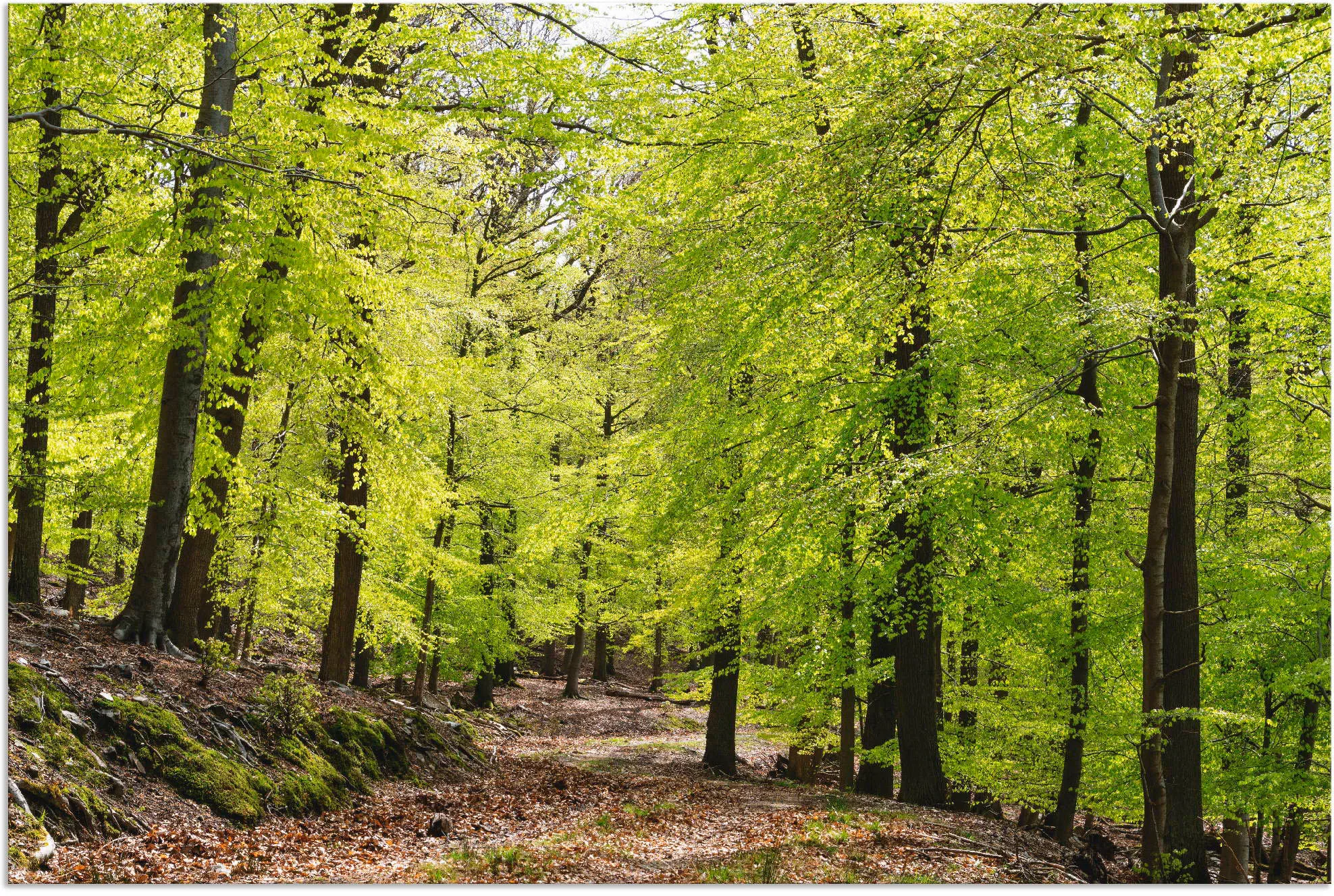 Artland Wandbild "Die Buchen im Frühling", Wald, (1 St.), als Alubild, Outd günstig online kaufen