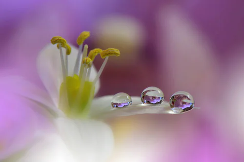 Papermoon Fototapete »Zen Wassertropfen mit Blume Makro« günstig online kaufen