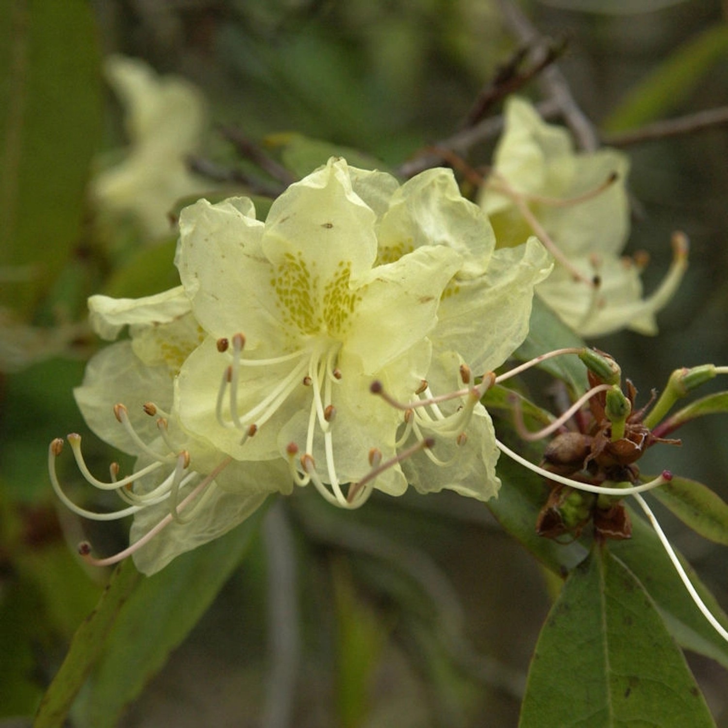 Wildart Azalee 40-50cm - Rhododendron lutescens günstig online kaufen