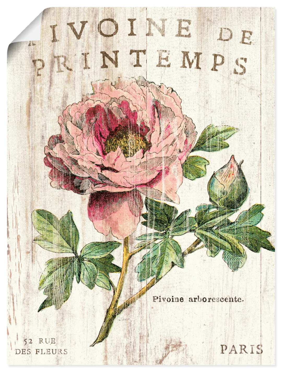 Artland Wandbild "Pfingstrose", Blumen, (1 St.), als Leinwandbild, Poster, günstig online kaufen