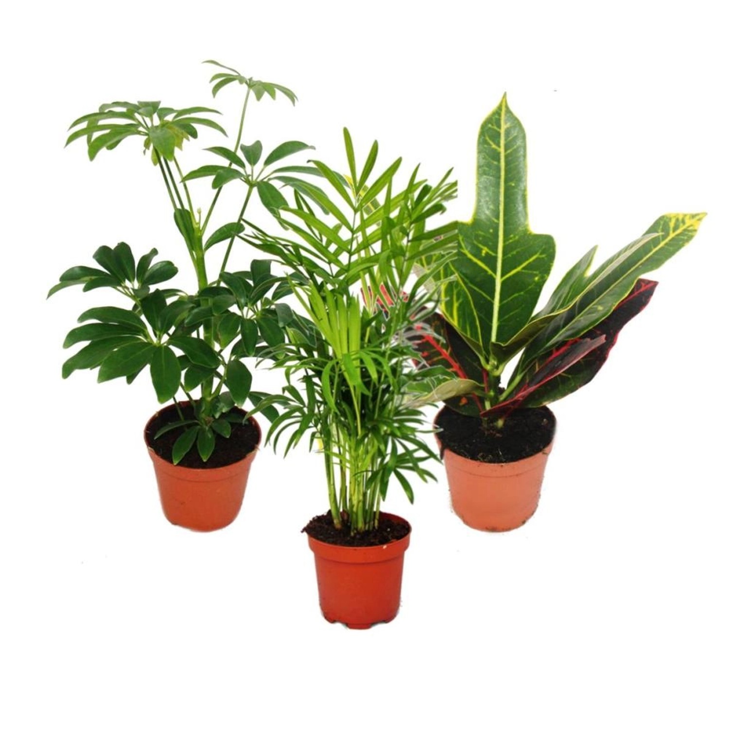 Exotenherz Zimmerpflanzen Set mit 3 Pflanzen Typ 1 9cm günstig online kaufen