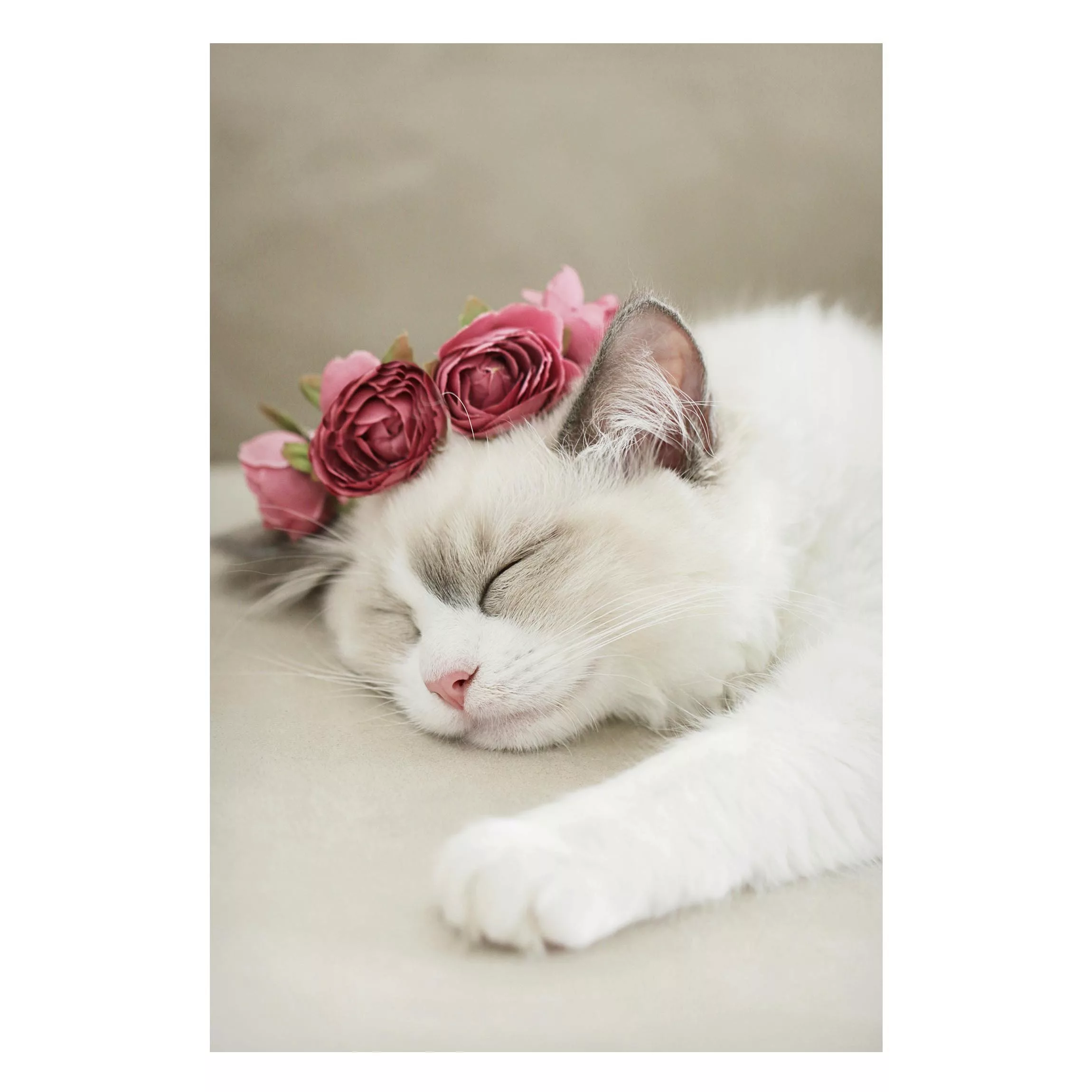 Magnettafel Schlafende Katze mit Rosen günstig online kaufen