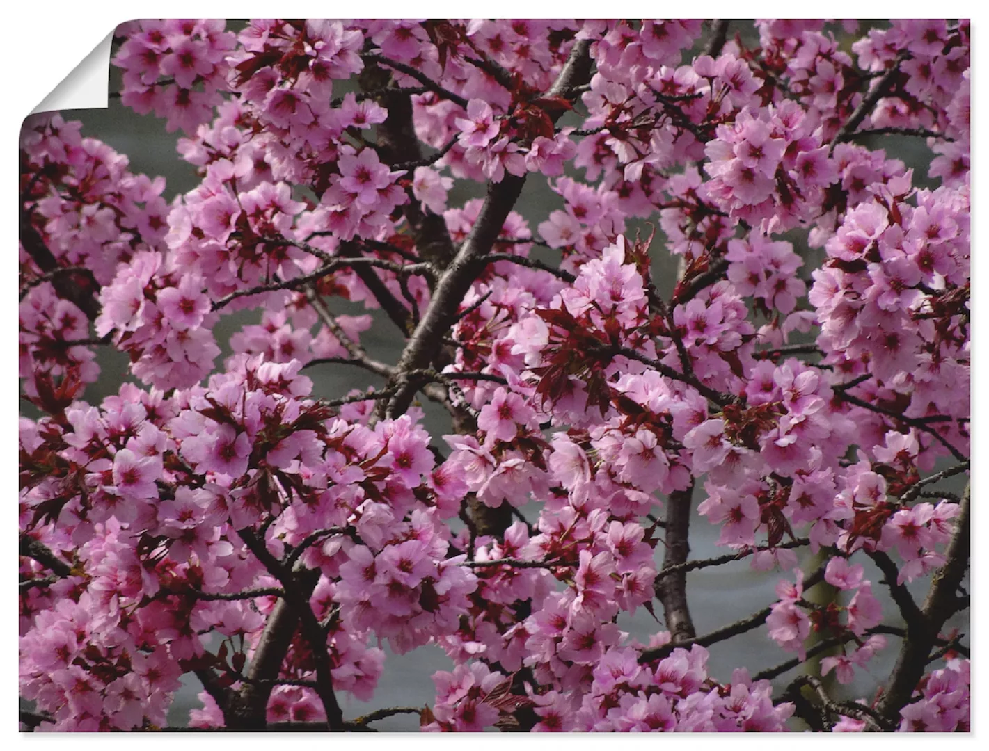 Artland Wandbild »Japanische Zierkirschen Blüte«, Bäume, (1 St.), als Leinw günstig online kaufen