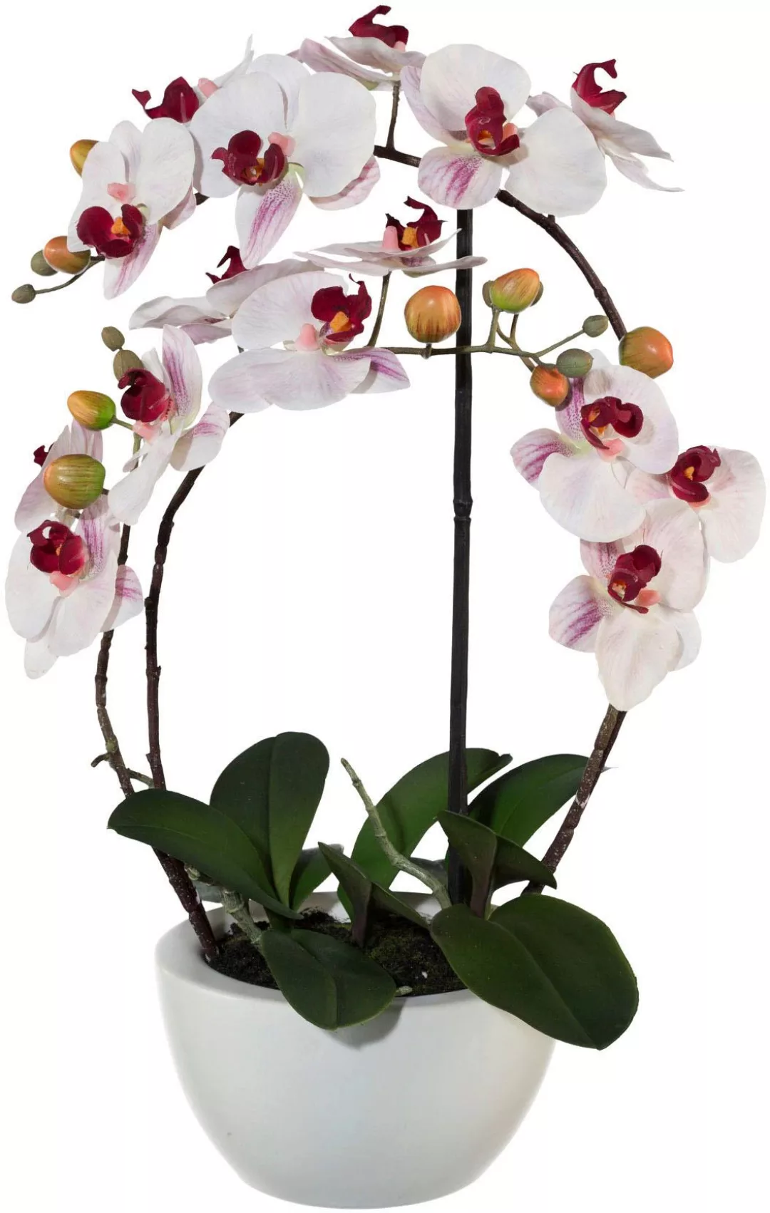 Creativ green Kunstpflanze "Phalaenopsis" günstig online kaufen