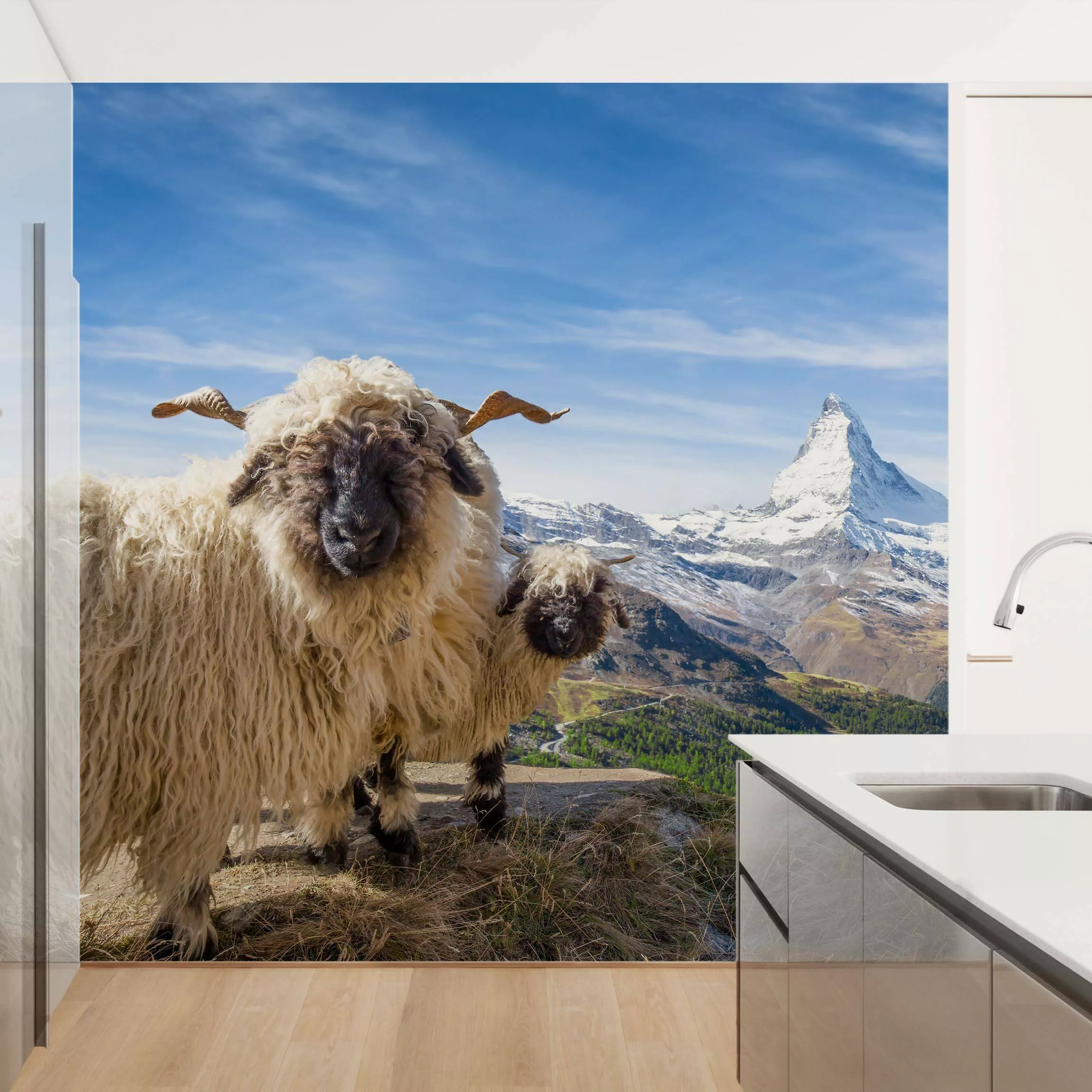 Fototapete Schwarznasenschafe von Zermatt günstig online kaufen
