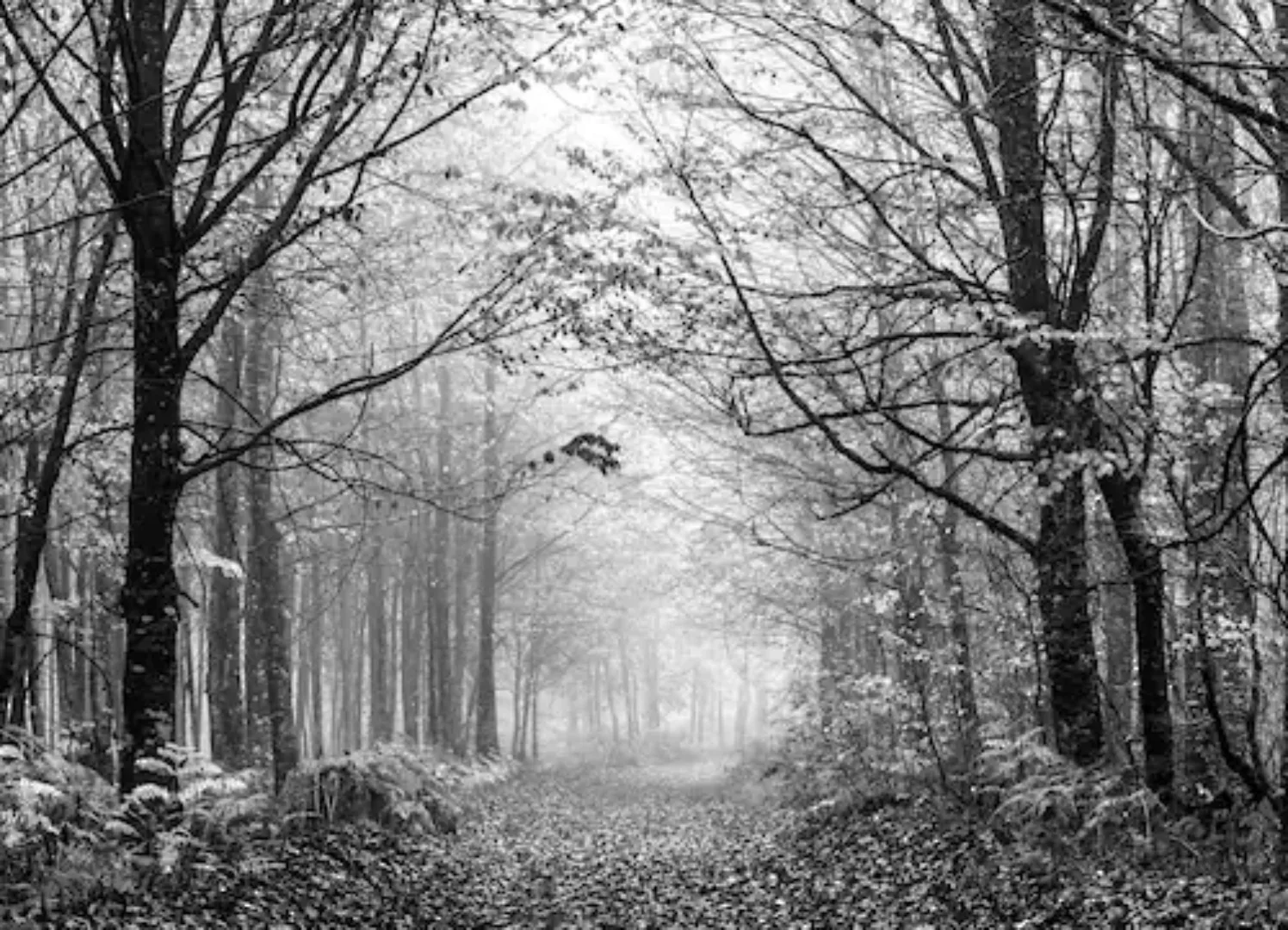 Papermoon Fototapete »Wald Schwarz & Weiß« günstig online kaufen