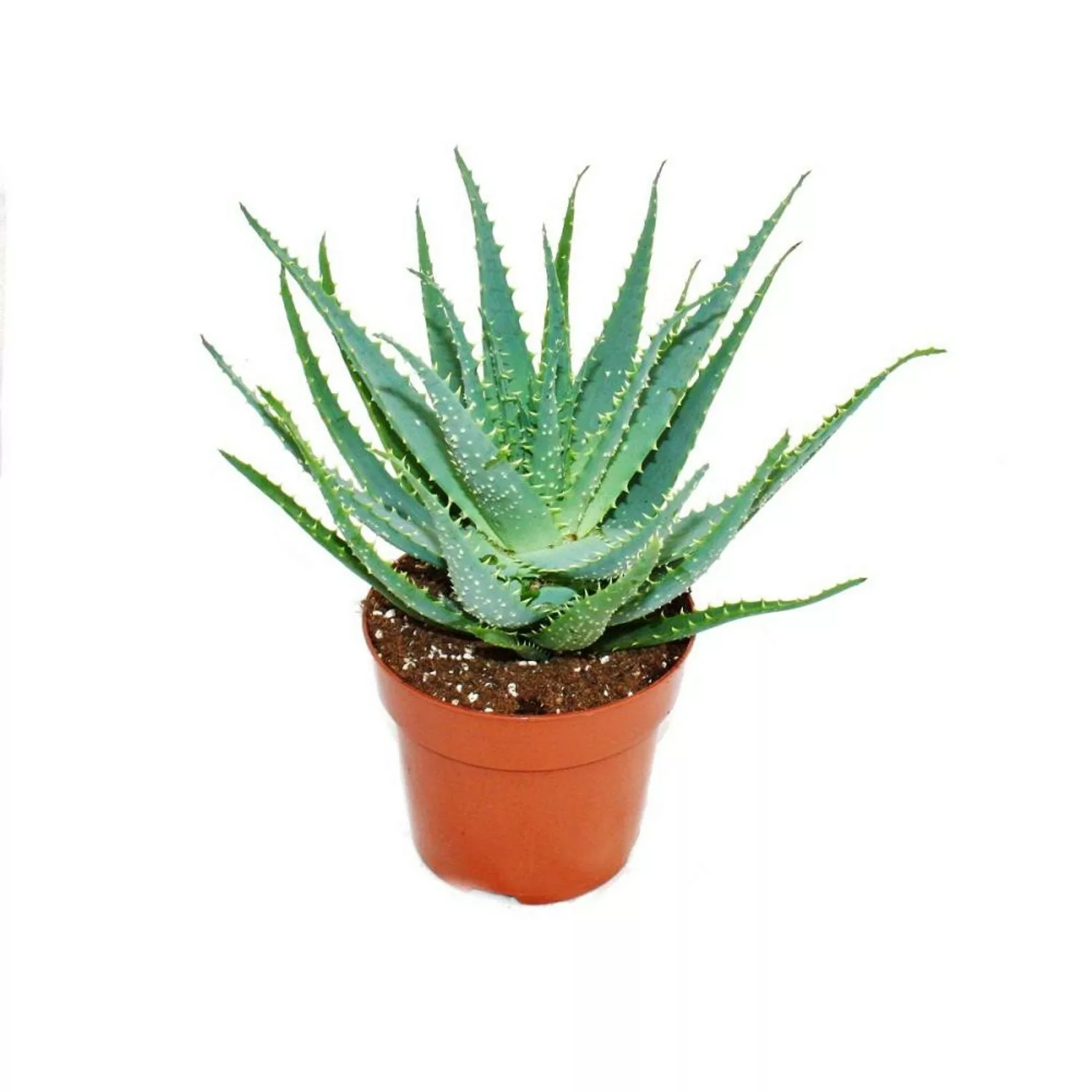 Exotenherz Aloe Aborescens im 19cm Topf günstig online kaufen