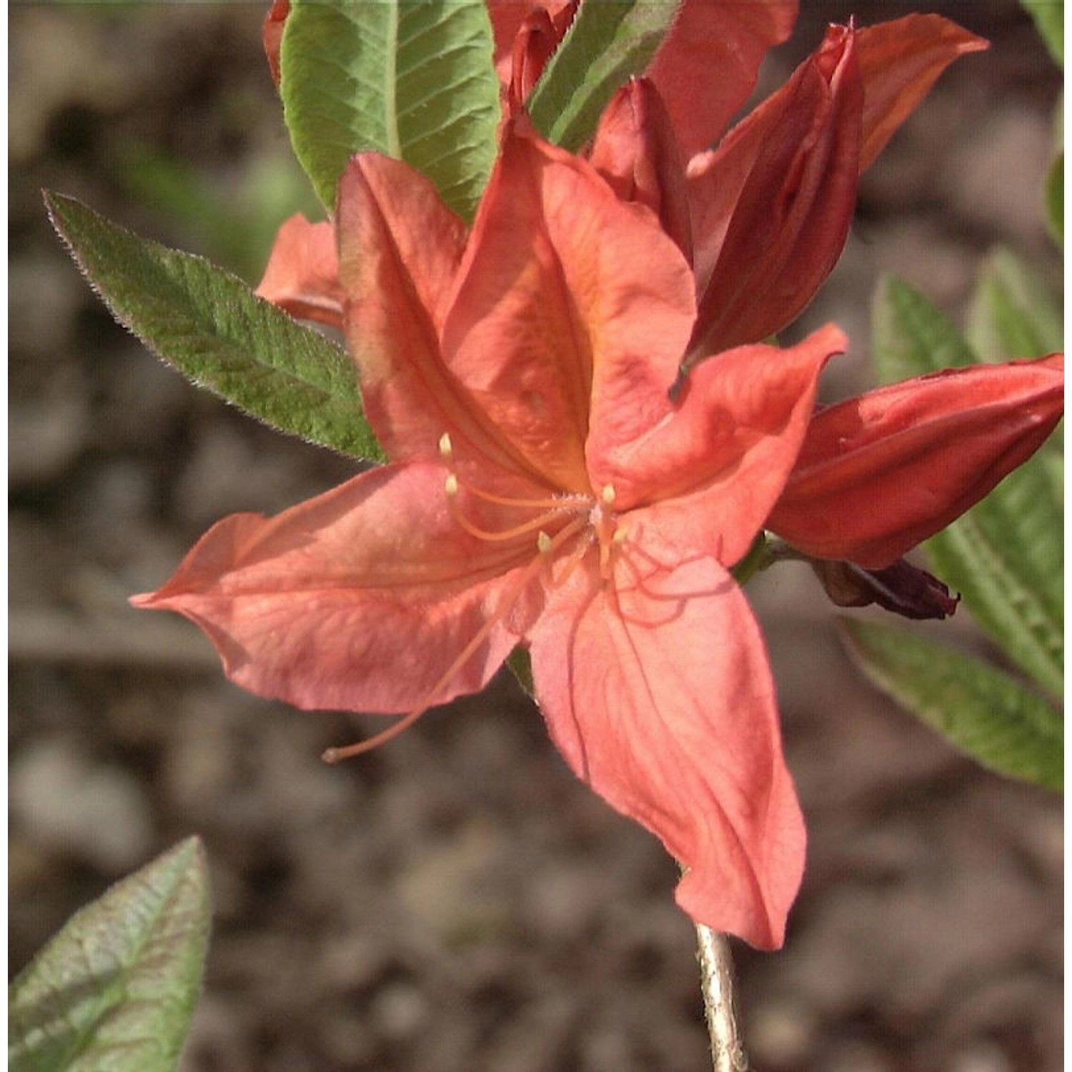 Chinesische Azalee Winston Churchill 30-40cm - Rhododendron mollis günstig online kaufen