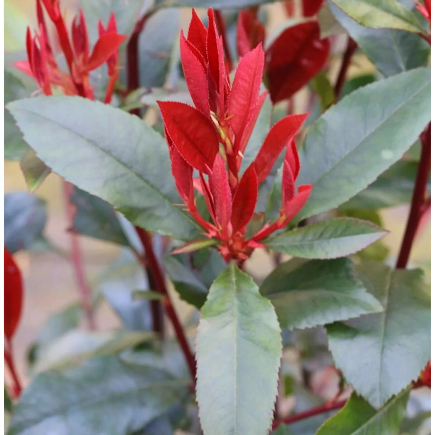 Glanzmispel Camilvy 40-60cm - Photinia fraseri günstig online kaufen