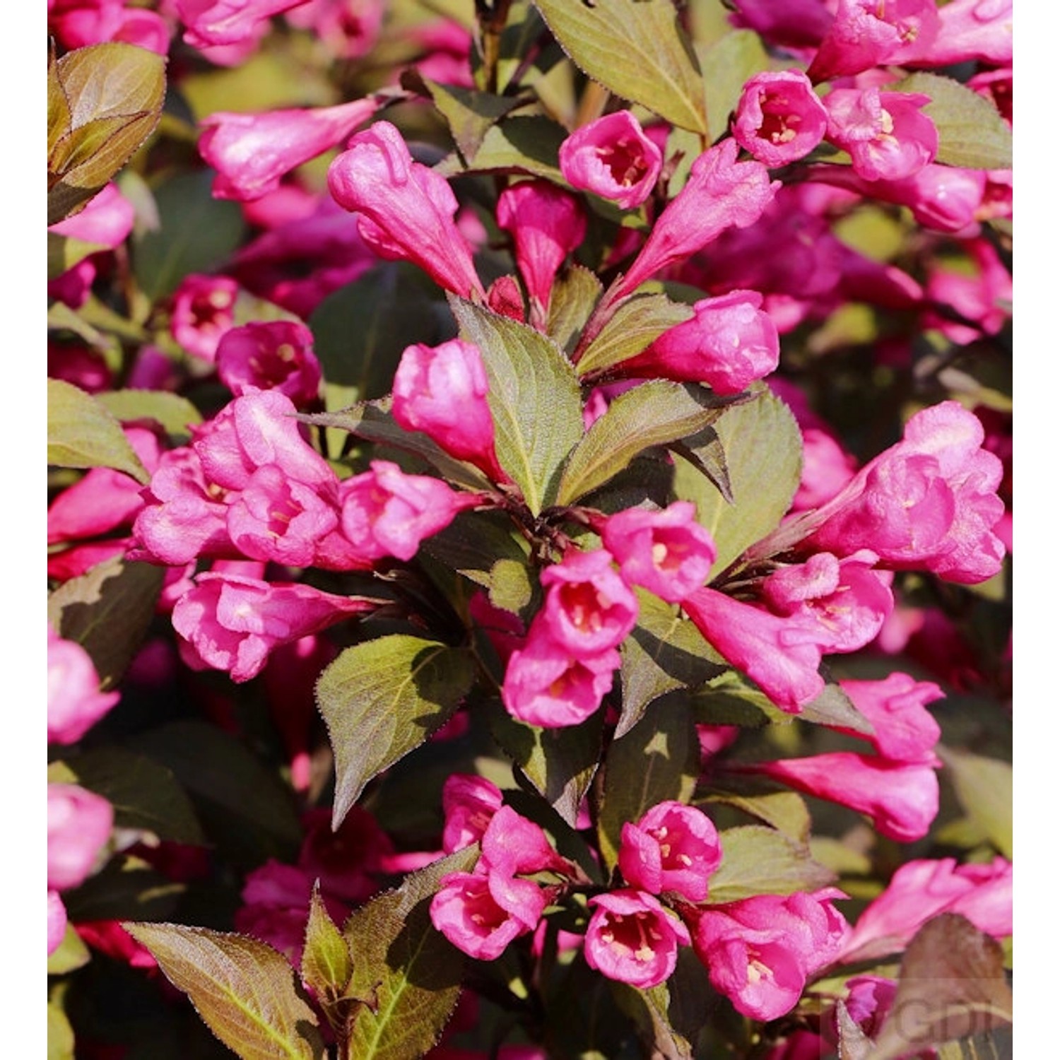 Weigelie Victoria 60-80cm - Weigela florida günstig online kaufen