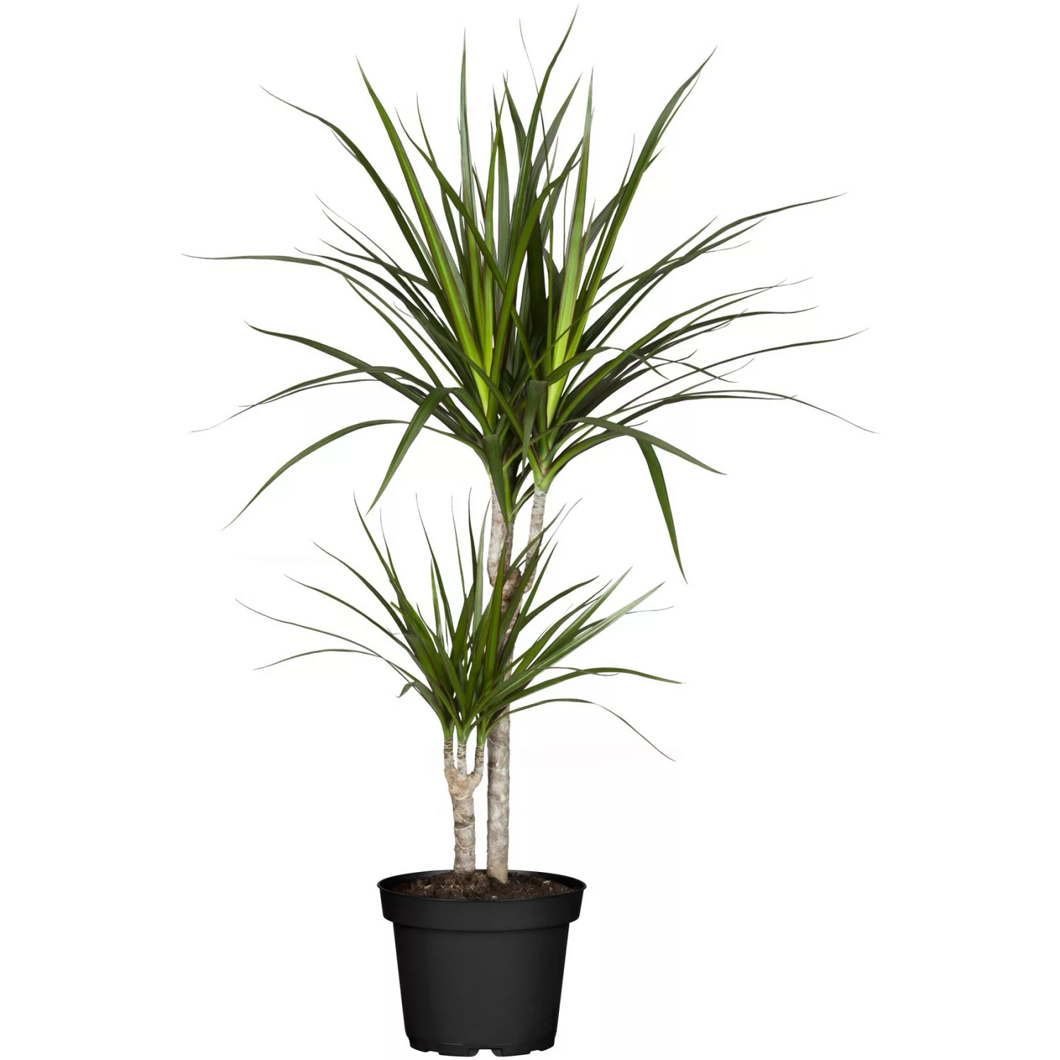 GROW by OBI Drachenbaum 2er Stamm Topf Ø ca. 17 cm Dracaena Marginata günstig online kaufen