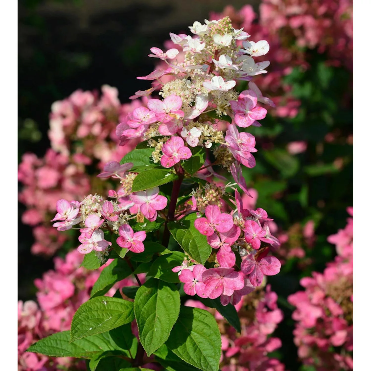 Rispenhortensie Fire Light 40-60cm - Hydrangea paniculata günstig online kaufen