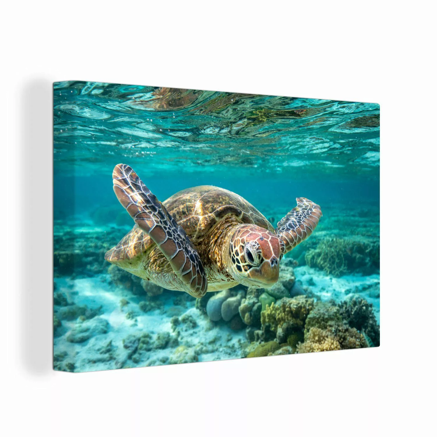 OneMillionCanvasses® Leinwandbild Eine Schildkröte schwimmt unter günstig online kaufen