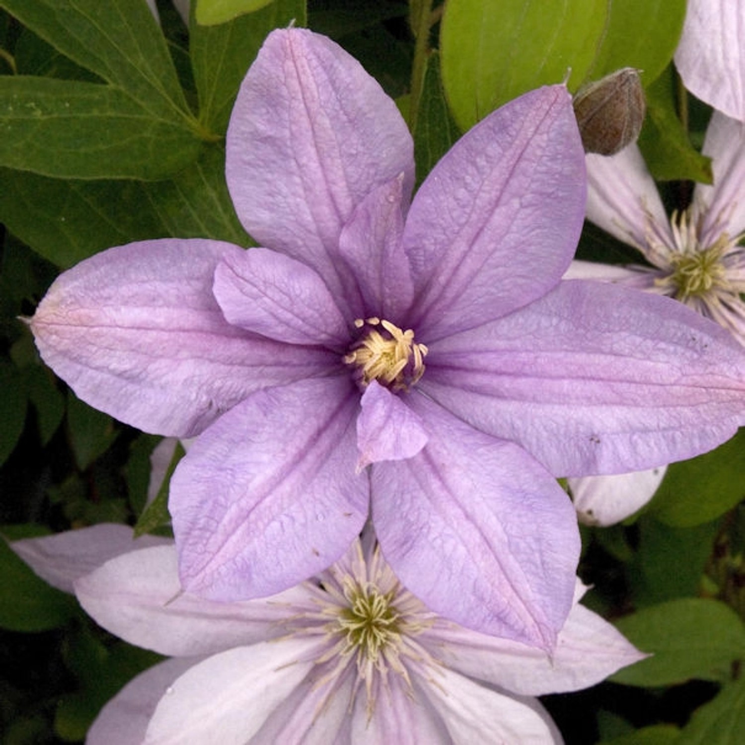 Waldrebe Margaret Hunt 60-80cm - Clematis günstig online kaufen