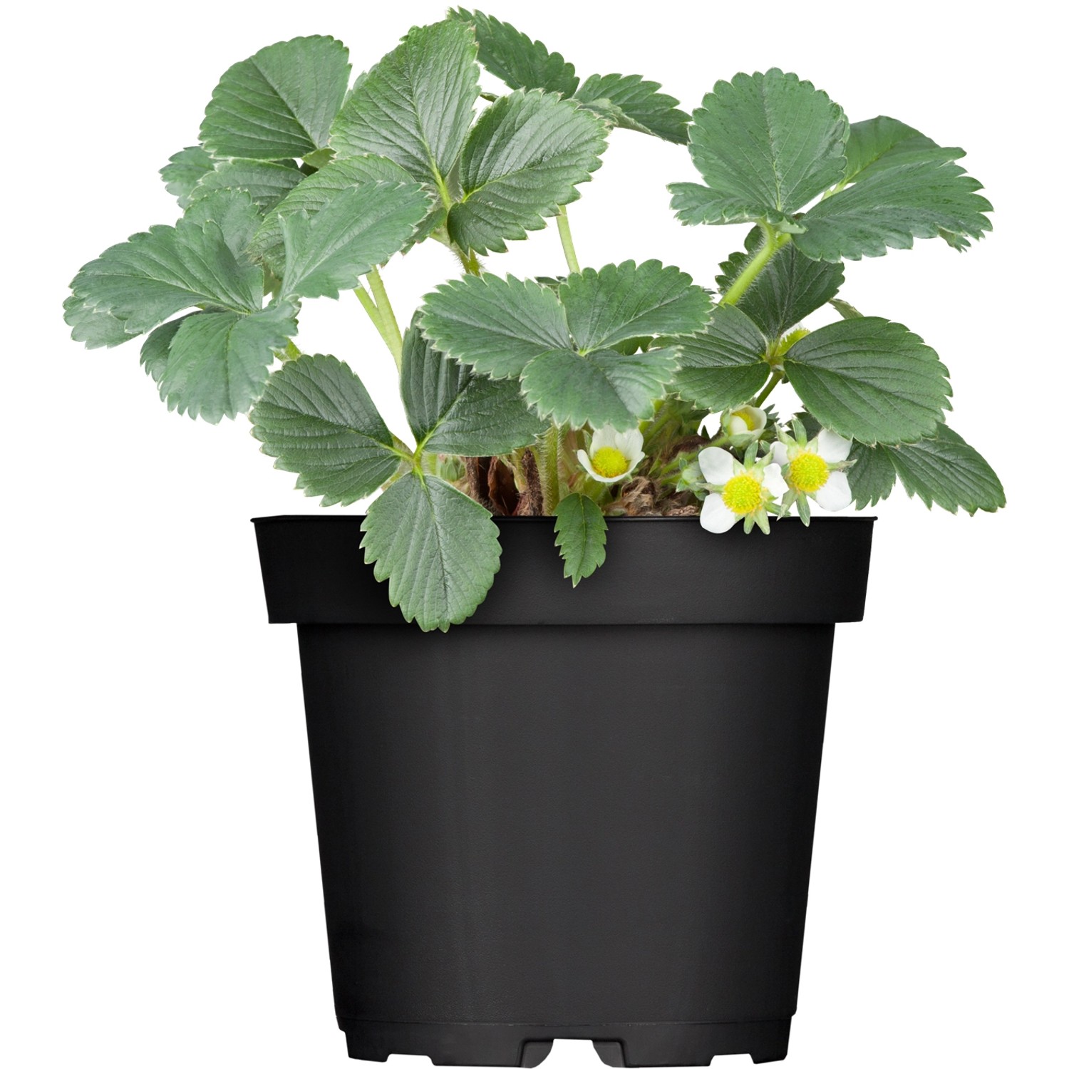 GROW by OBI Monatserdbeere Topf-Ø ca. 9 cm x 9 cm Fragaria günstig online kaufen