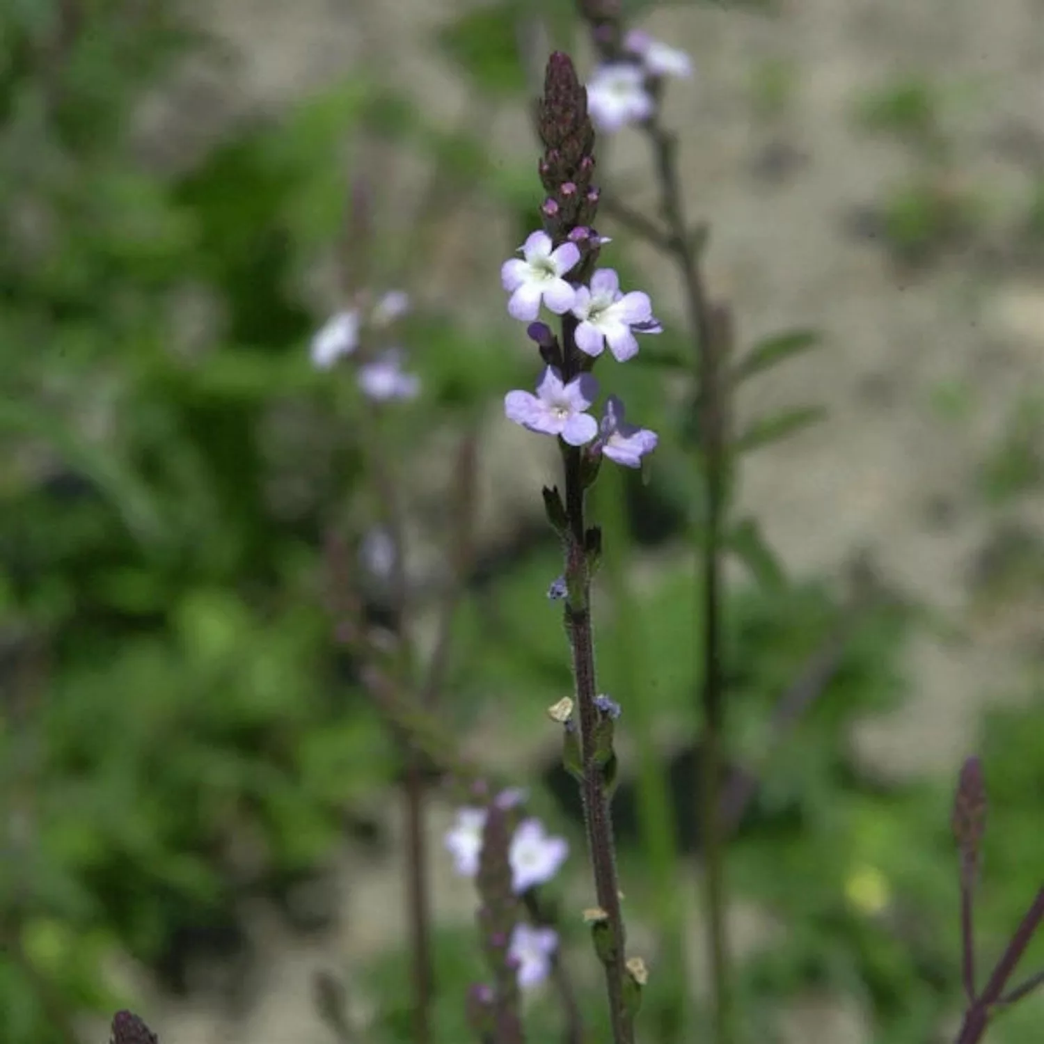 Echtes Eisenkraut - Verbena officinalis günstig online kaufen