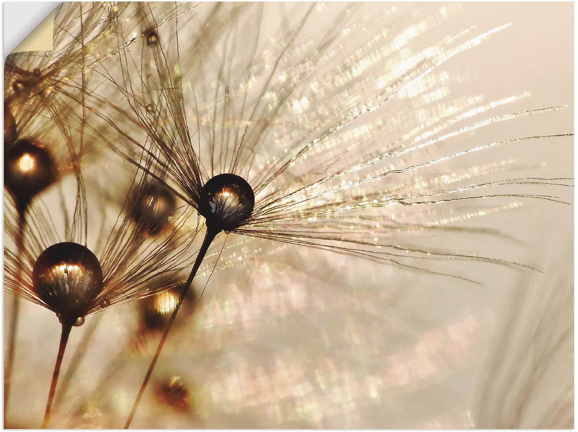 Artland Wandbild "Pusteblume Goldener Tropfen", Blumen, (1 St.), als Alubil günstig online kaufen