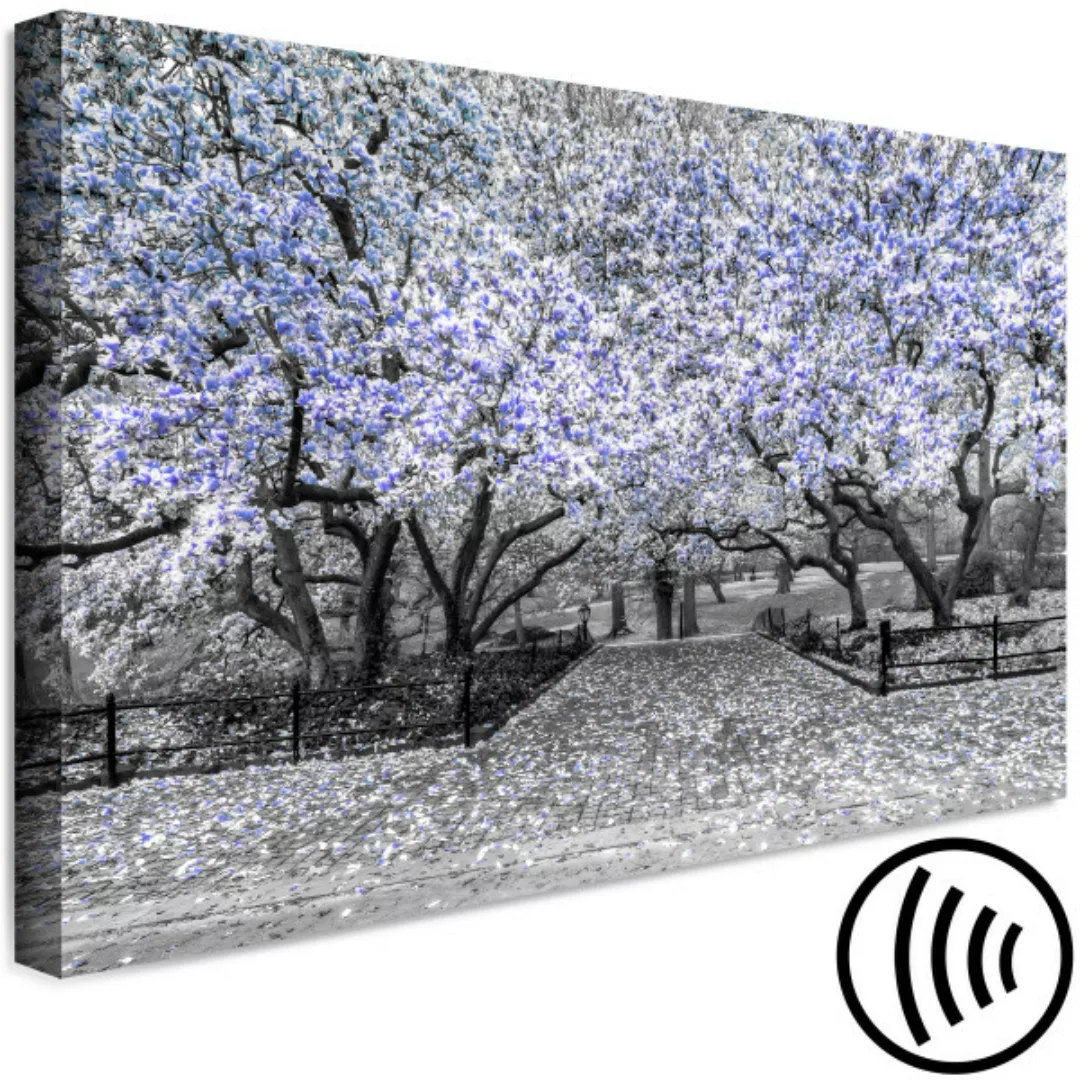 Wandbild Blühende Magnolie - Magnolienbaum mit Blumen in Violett-Tönen XXL günstig online kaufen