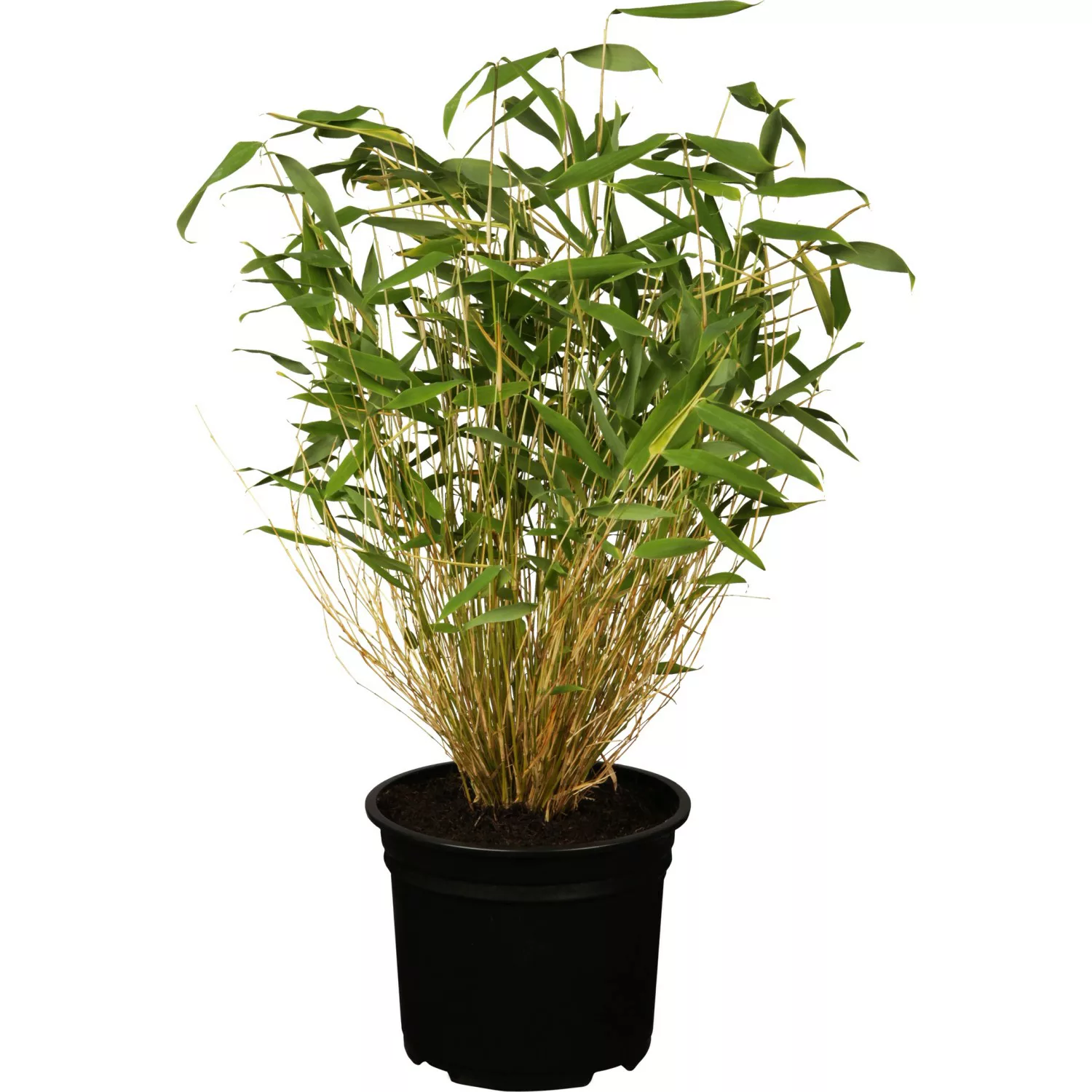 OBI Gartenbambus Höhe 30 - 60 cm Topf ca. 2 l Fargesia günstig online kaufen