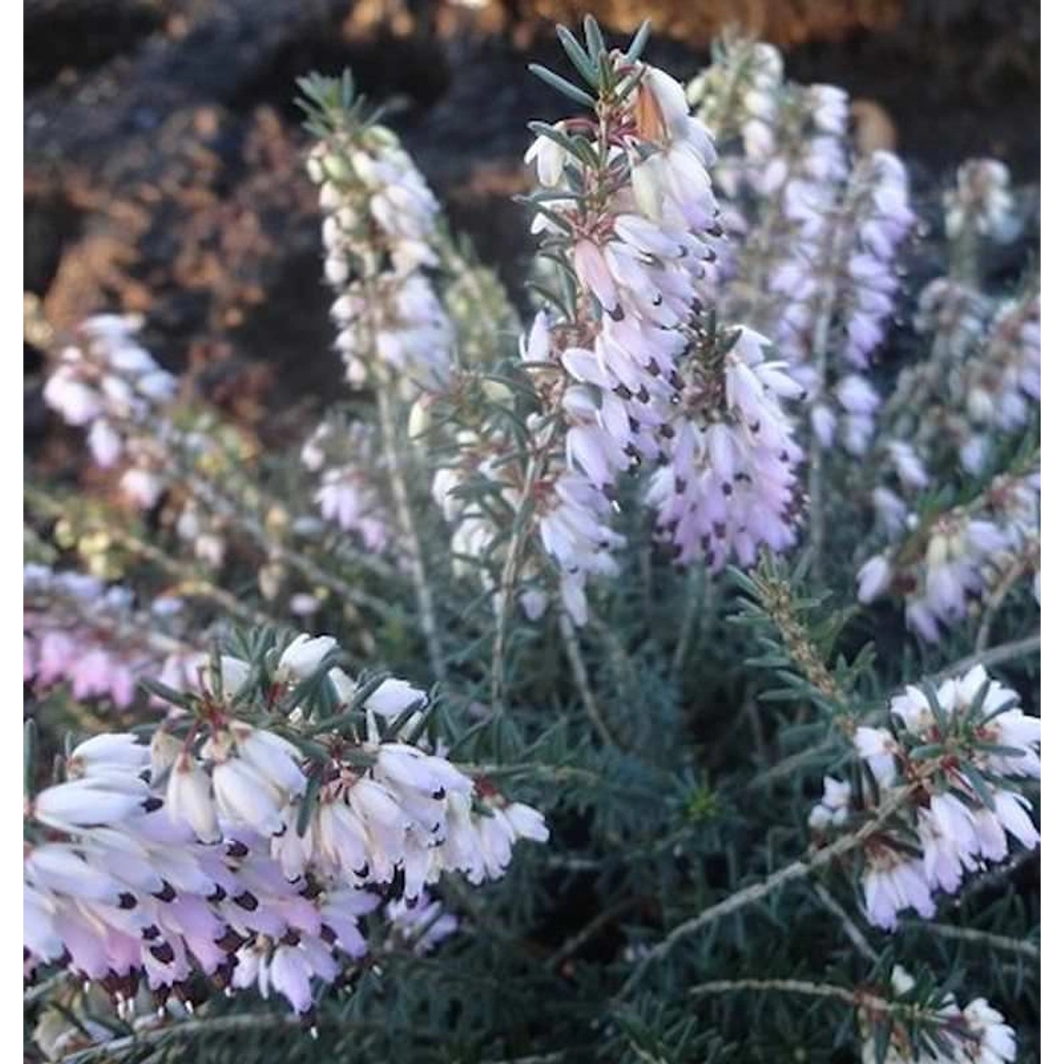 10x Winterheide Rosario - Erica carnea günstig online kaufen