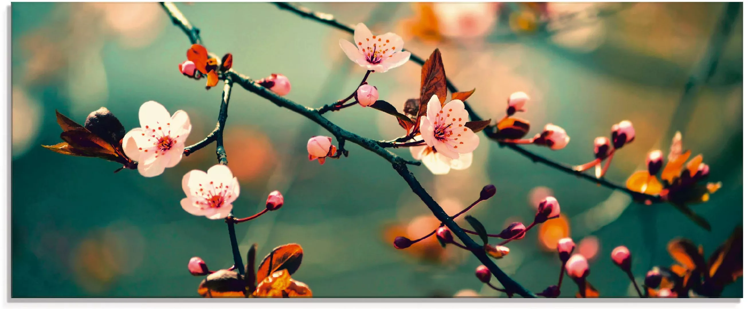 Artland Glasbild "Japanische Kirsch Sakura Blumen", Blumen, (1 St.), in ver günstig online kaufen