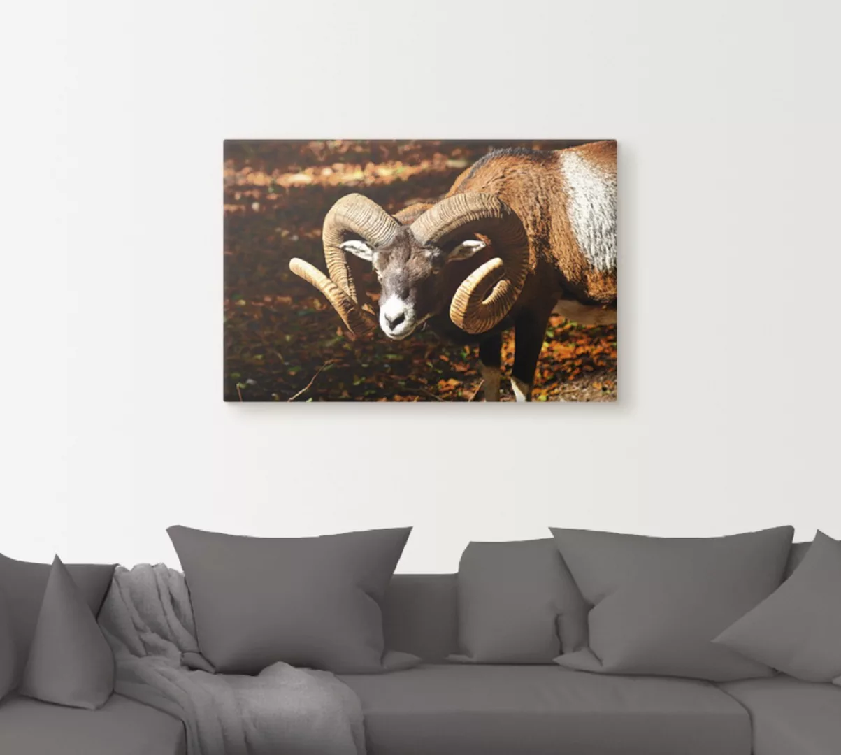 Artland Leinwandbild "Mufflon", Wildtiere, (1 St.), auf Keilrahmen gespannt günstig online kaufen
