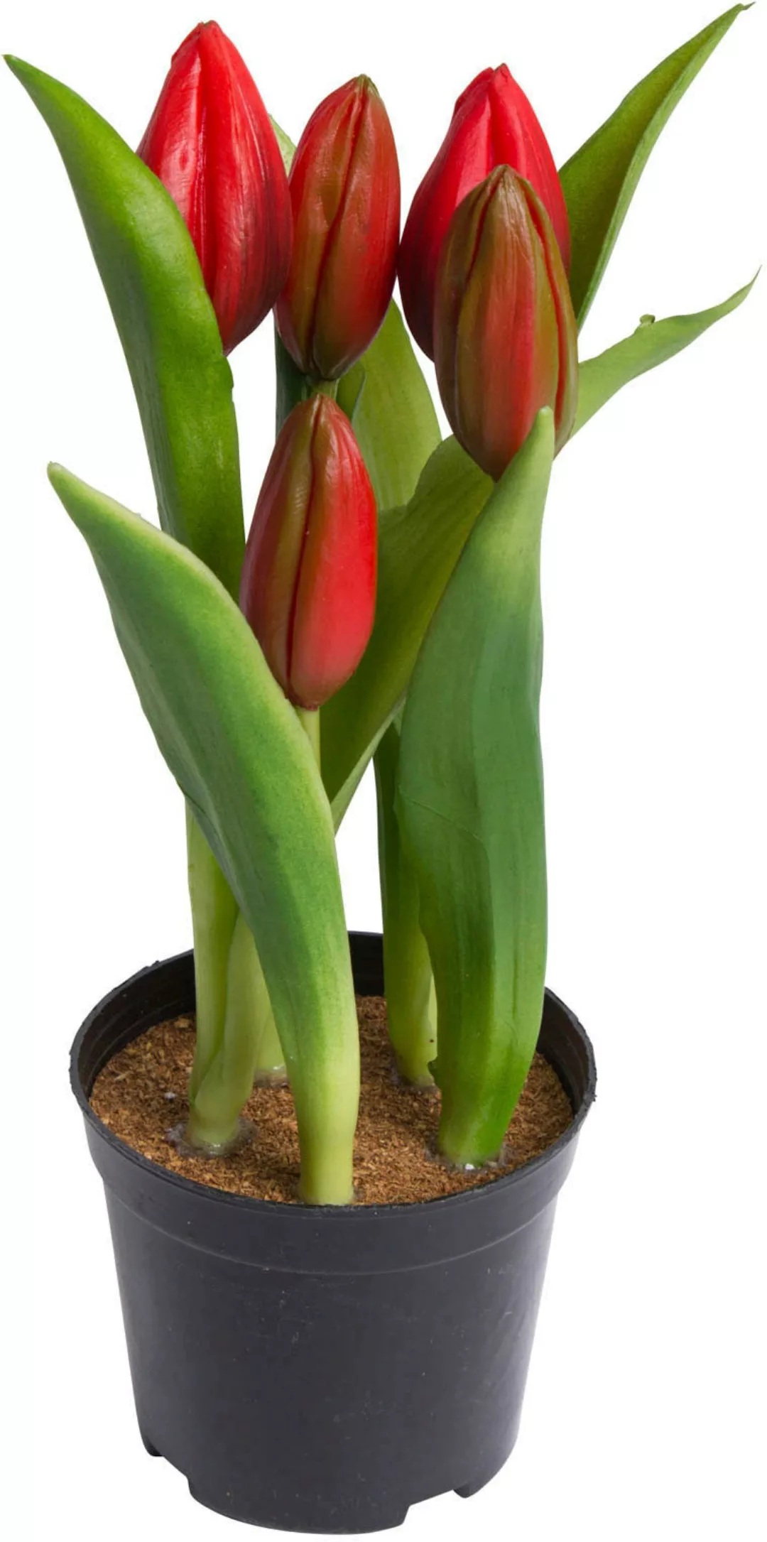 my home Kunstblume "Tulpenpflanze mit 5 Knospen" günstig online kaufen