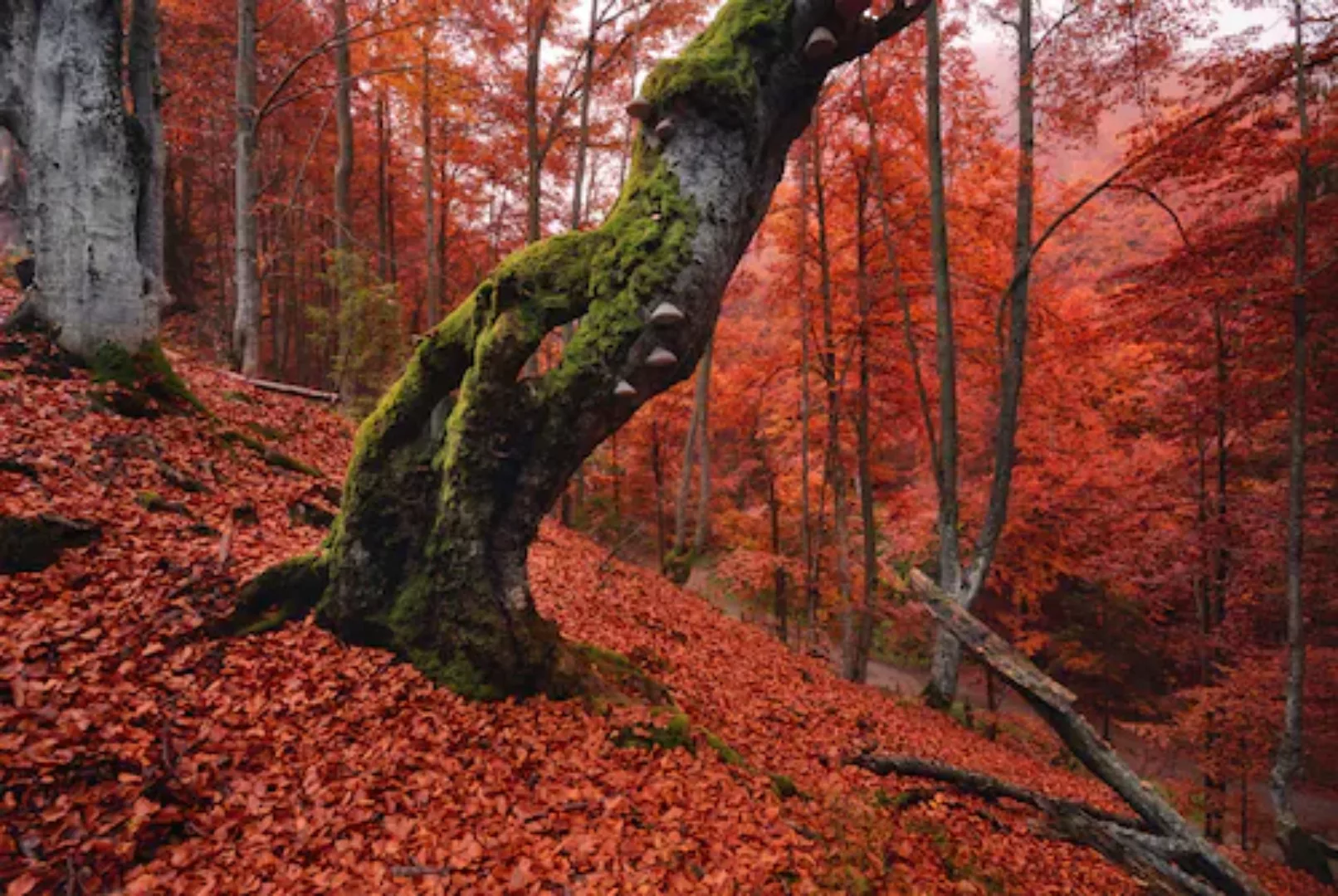 Papermoon Fototapete »Baum in Wald« günstig online kaufen