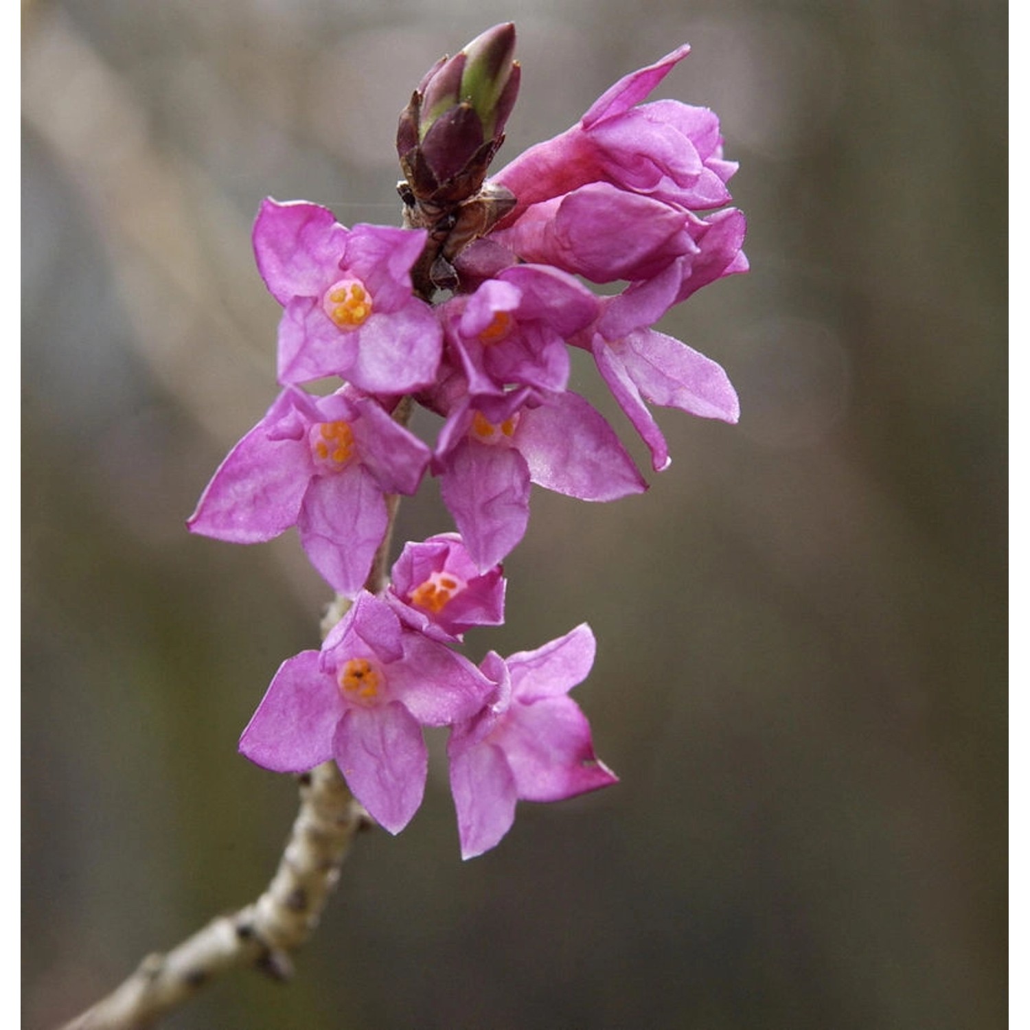 Seidelbast 40-60cm - Daphne mezereum günstig online kaufen