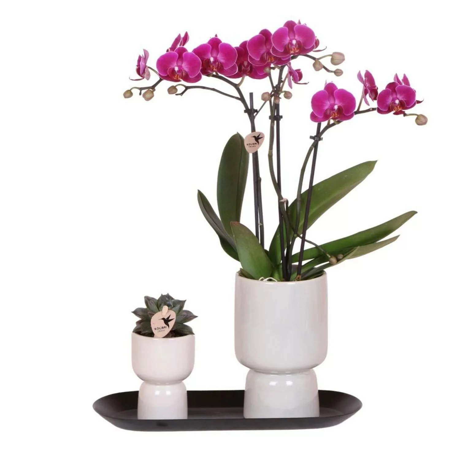 Kolibri Set aus Lila Orchidee & Succulent auf Schwarzem Tablett günstig online kaufen